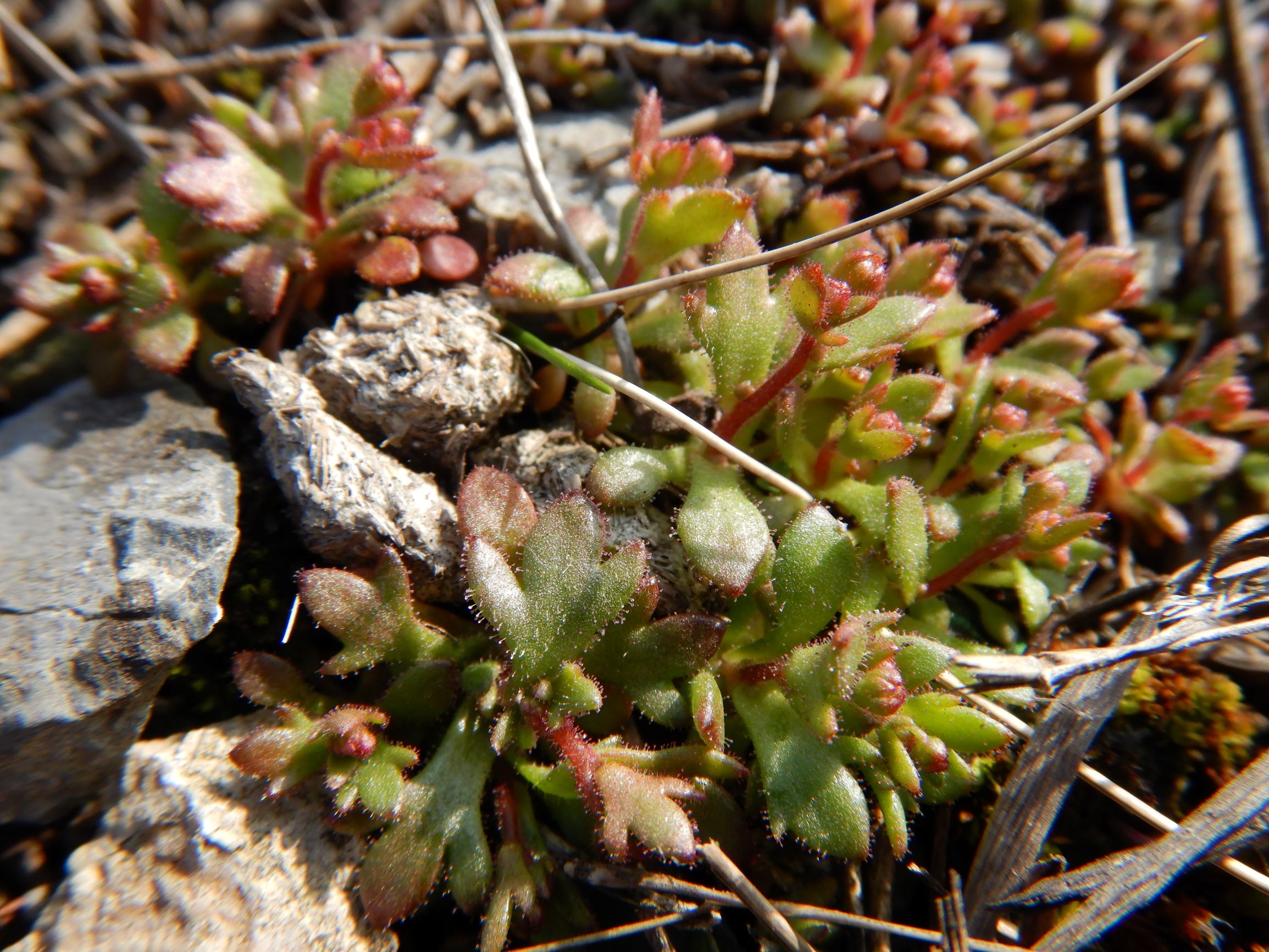 DSCN1220 2021-03-01, spitzerberg, saxifraga tridactylites.JPG