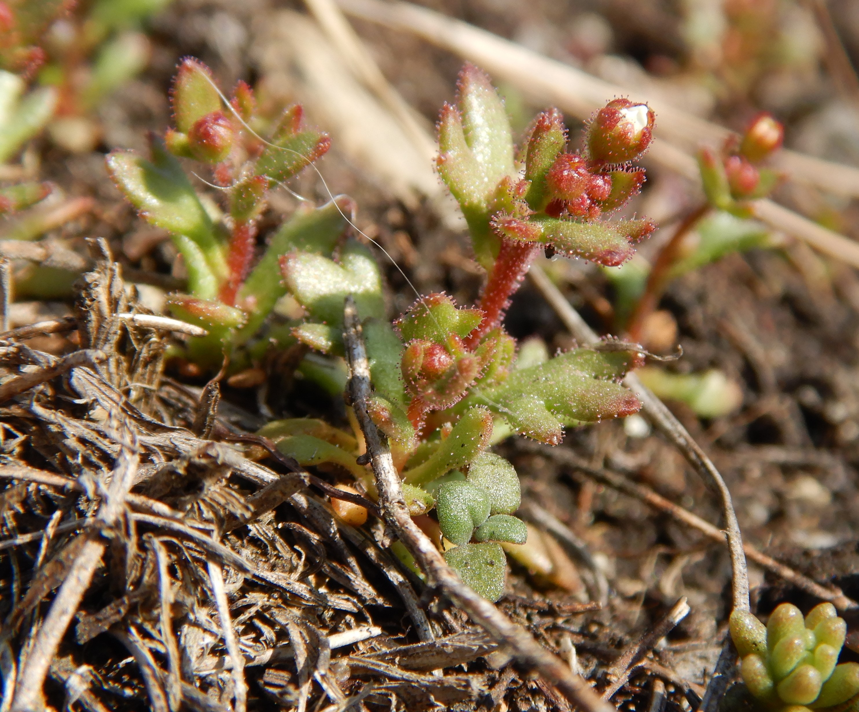 DSCN1260 (2) 2021-03-01, spitzerberg, saxifraga tridactylites.JPG