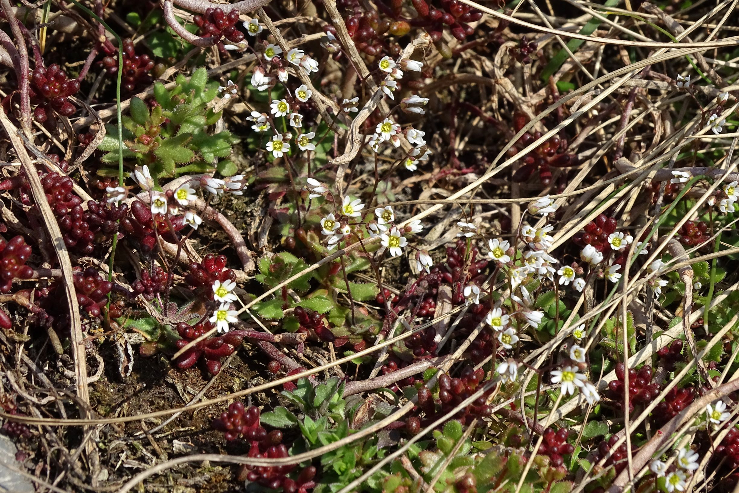 DSC01969 2021-03-01, spitzerberg, draba verna agg., sedum album, saxifraga tridactylites.JPG