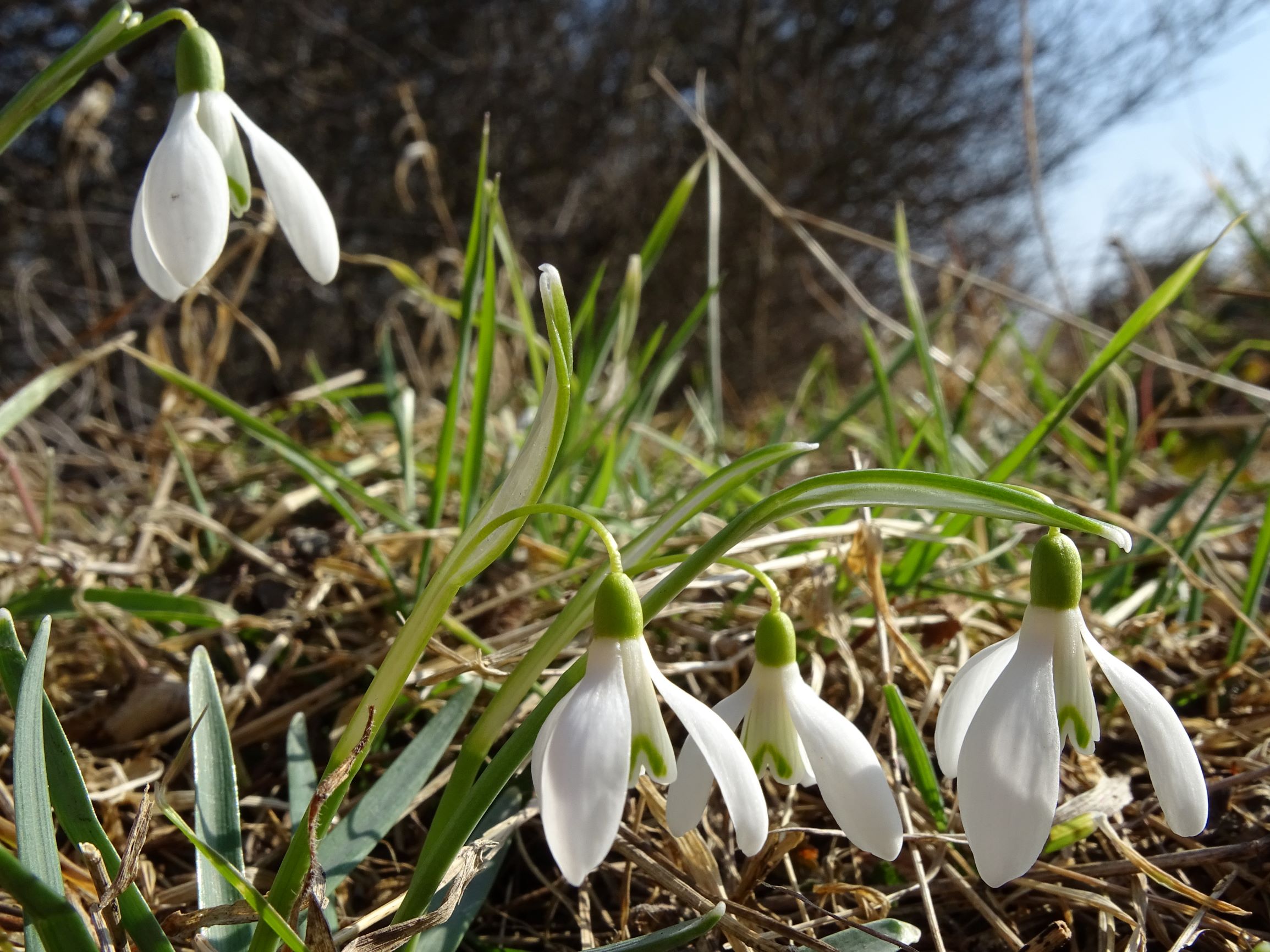DSC01984 2021-03-01, spitzerberg, galanthus nivalis.JPG