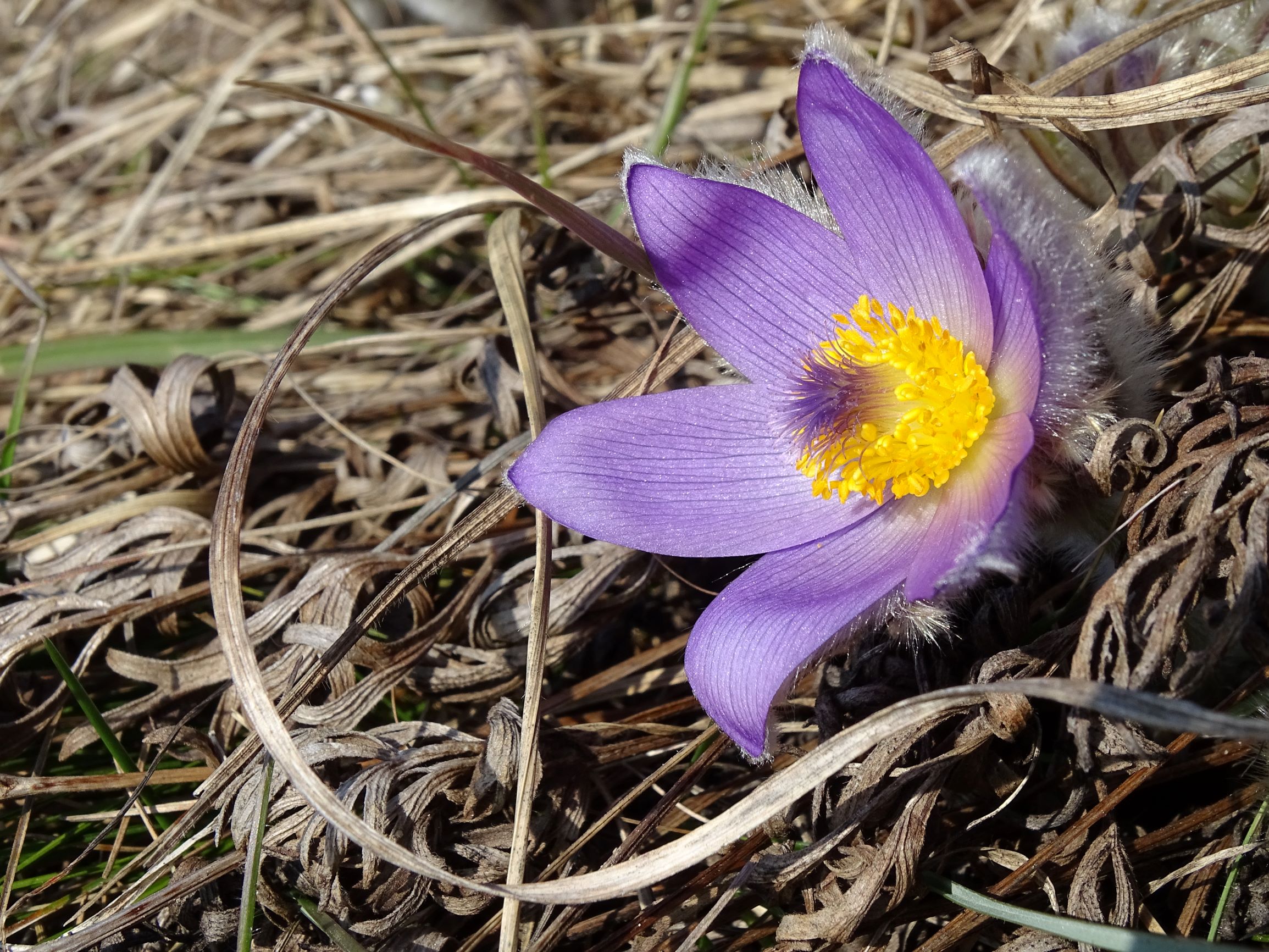 DSC02014 2021-03-01, spitzerberg, pulsatilla grandis.JPG