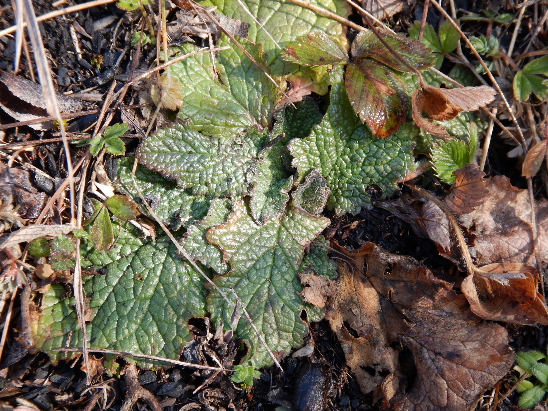 DSCN1150 2021-03-01, spitzerberg, verbascum phoeniceum.JPG