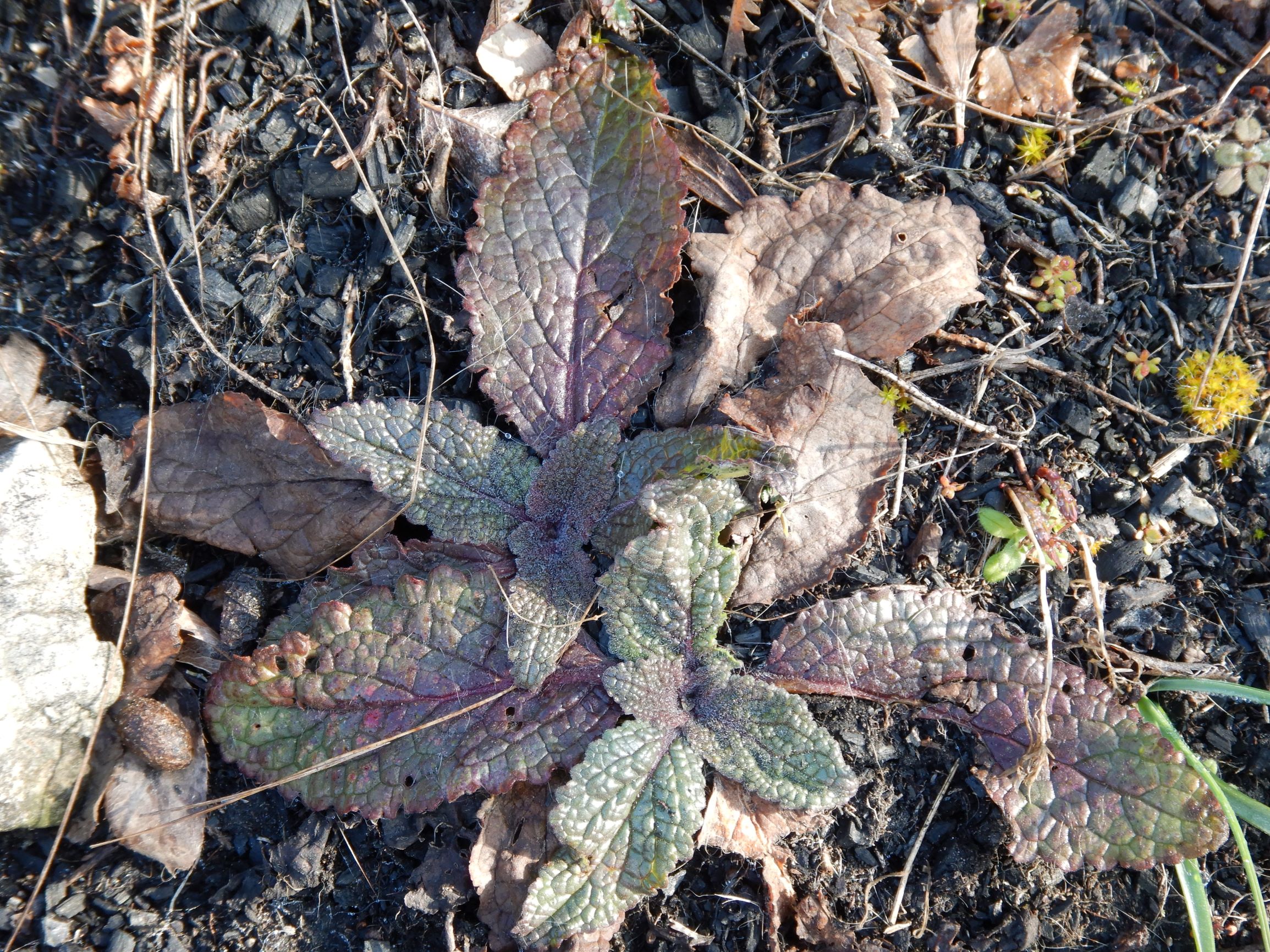 DSCN1152 2021-03-01, spitzerberg, verbascum phoeniceum.JPG