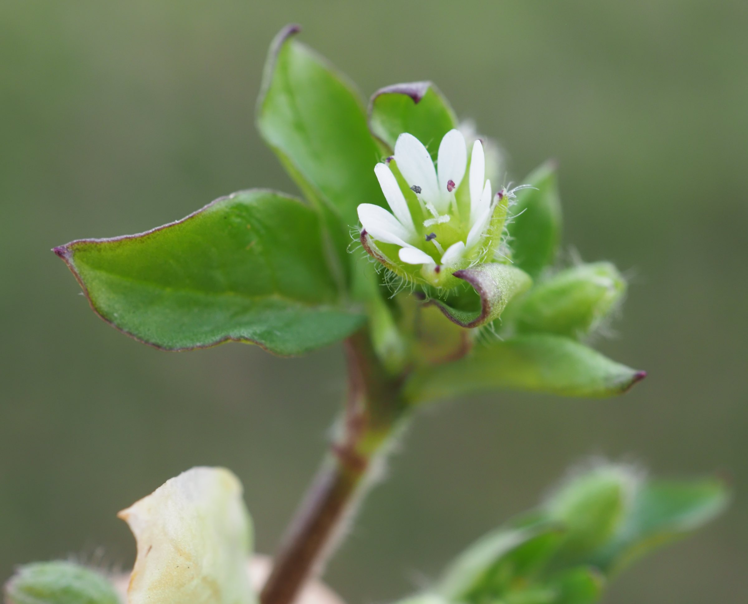 Stellaria cf ruderalis.jpg