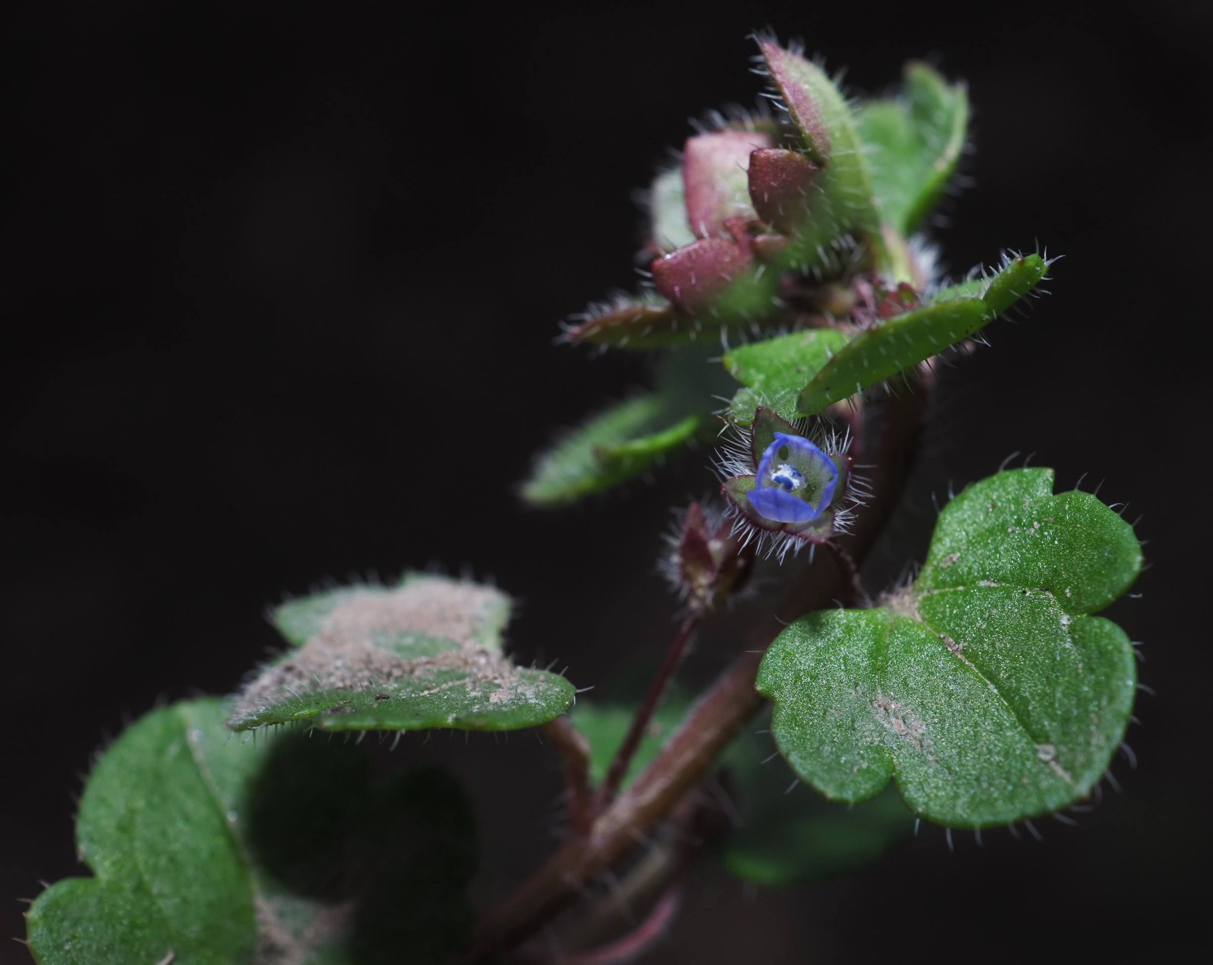 Veronica hederifolia s str (2).jpg