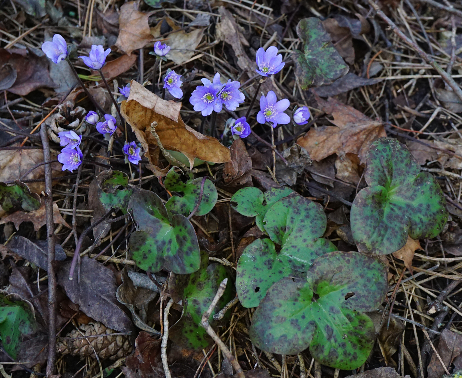 210302_Hepatica nobilis_Kalenderberg Mödling.JPG
