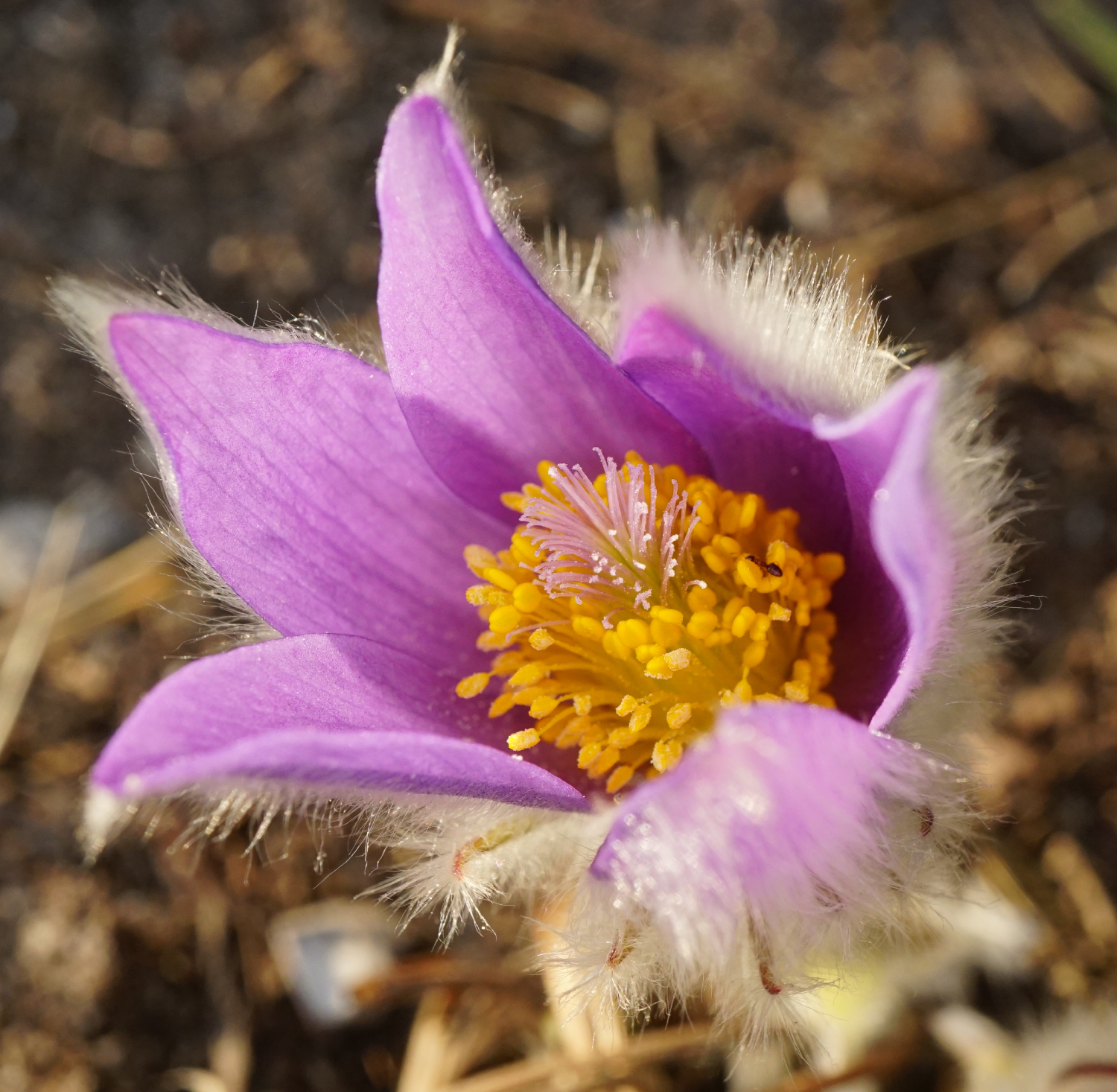 210302_Pulsatilla grandis_Kalenderberg Mödling.JPG
