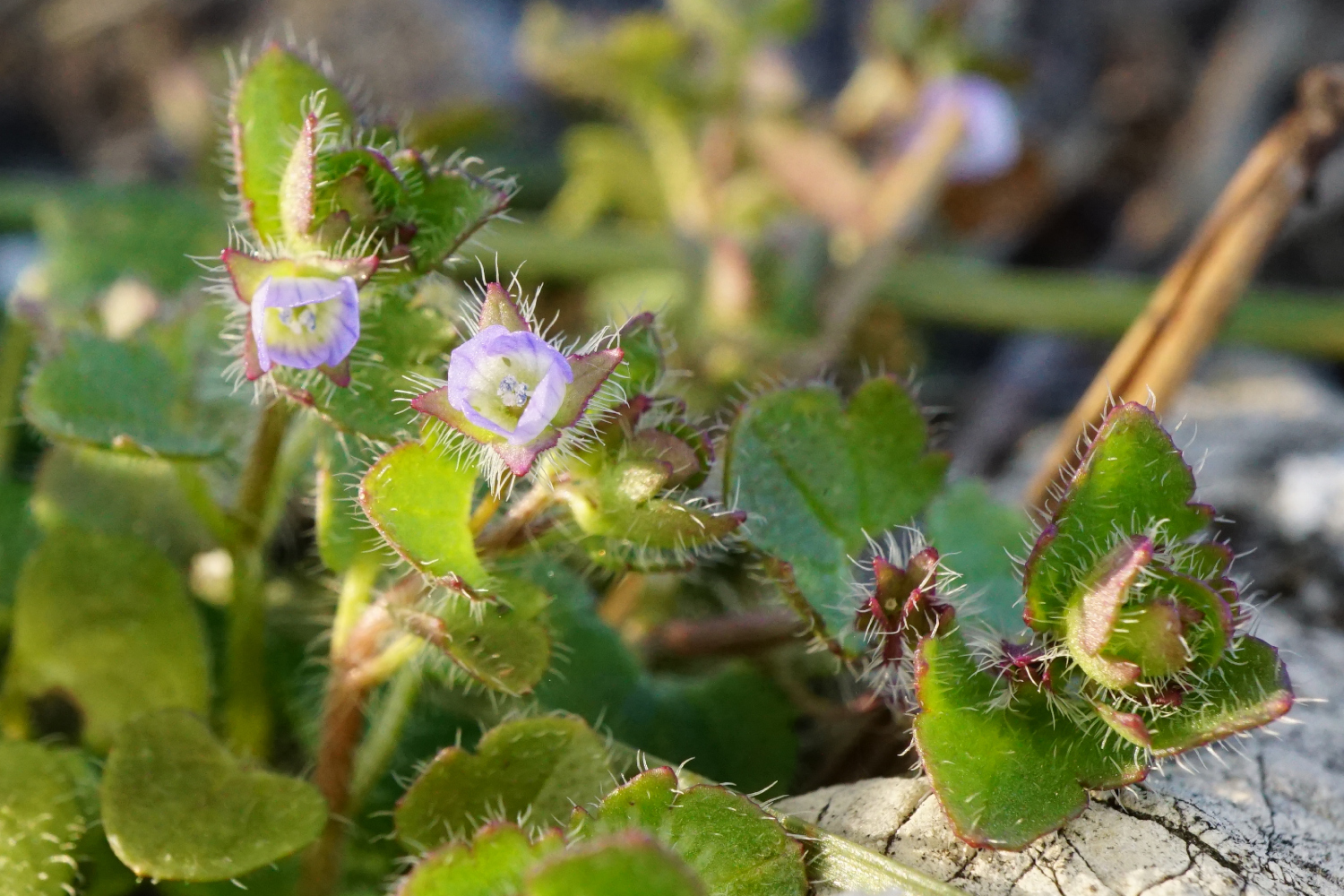 210302_Veronica hederifolia_Kalenderberg Mödling.JPG