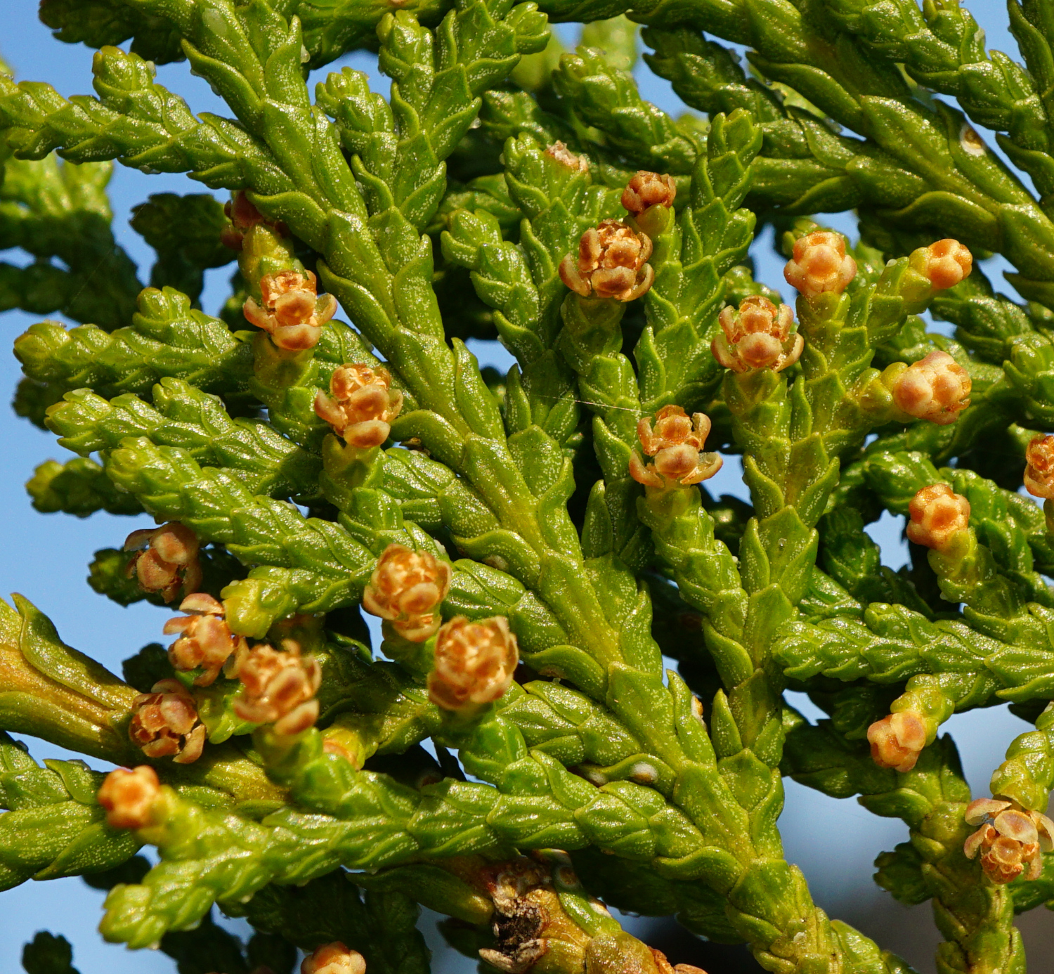 210302_Thuja orientalis_Kalenderberg Mödling.JPG