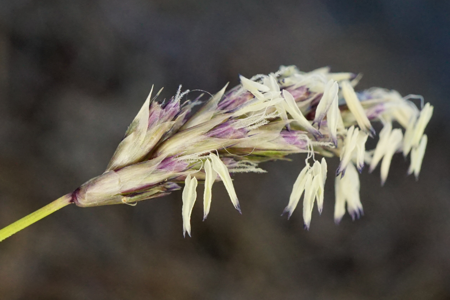 210302_Sesleria caerulea_Kalenderberg Mödling.JPG