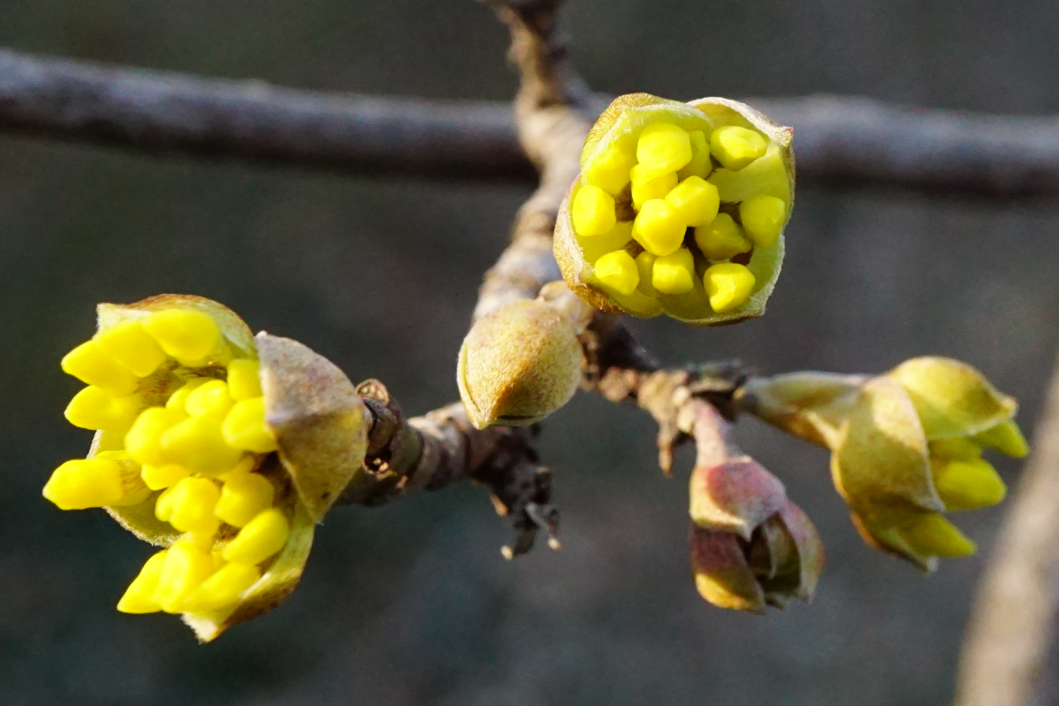 210302_Cornus mas_Kalenderberg Mödling.JPG