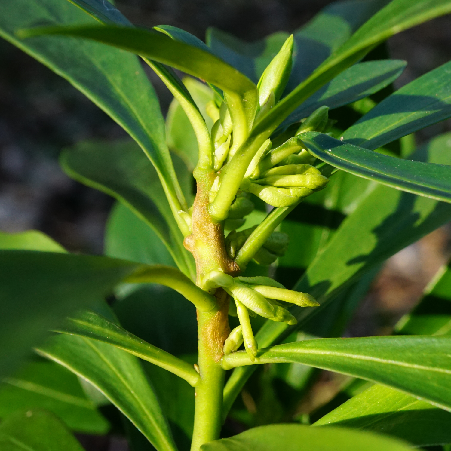 210302_Daphne laureola_Kalenderberg Mödling.JPG