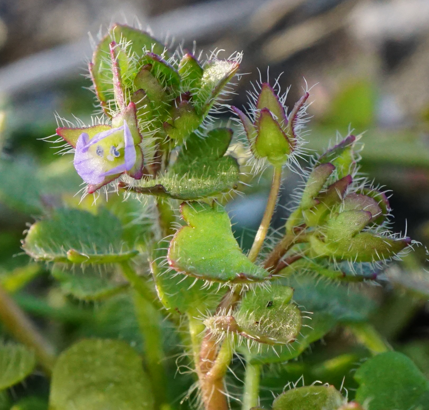 210302_Veronica hederifolia 2_Kalenderberg Mödling.JPG