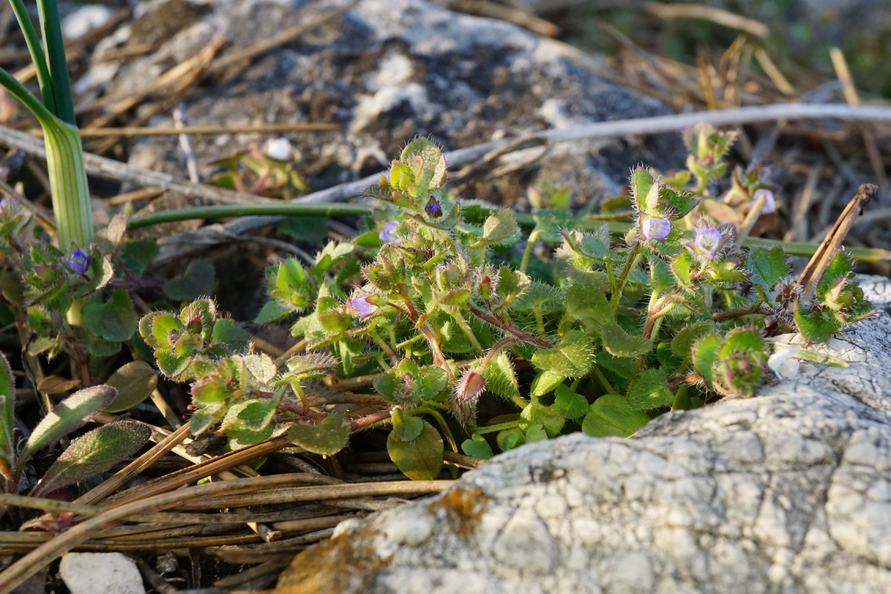 210302_Veronica hederifolia 3_Kalenderberg Mödling.JPG