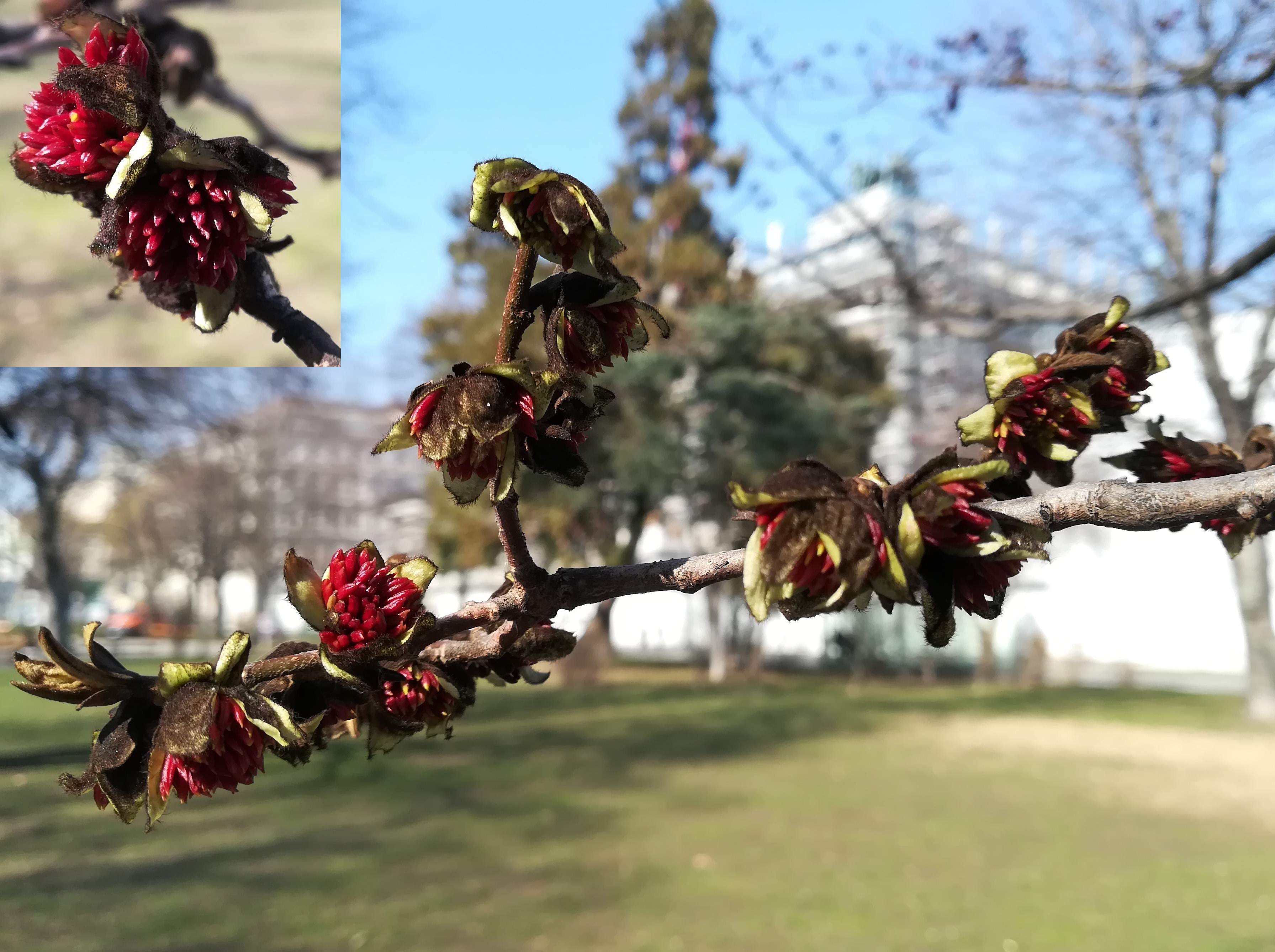 parrotia persica kult. grete-rehor-park_20210303_115851.jpg
