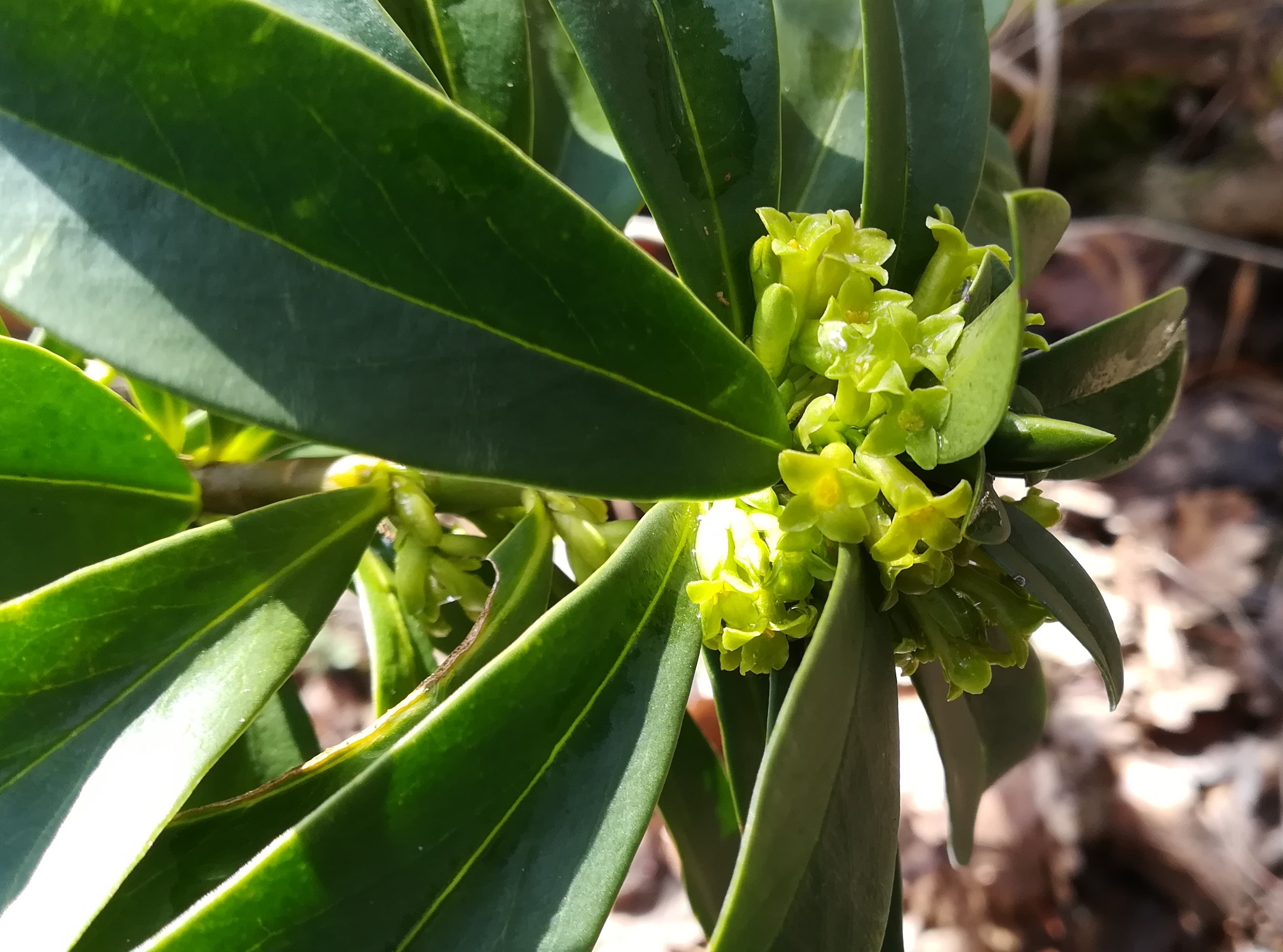 daphne laureola pfaffstättner kogel_20210306_110513.jpg