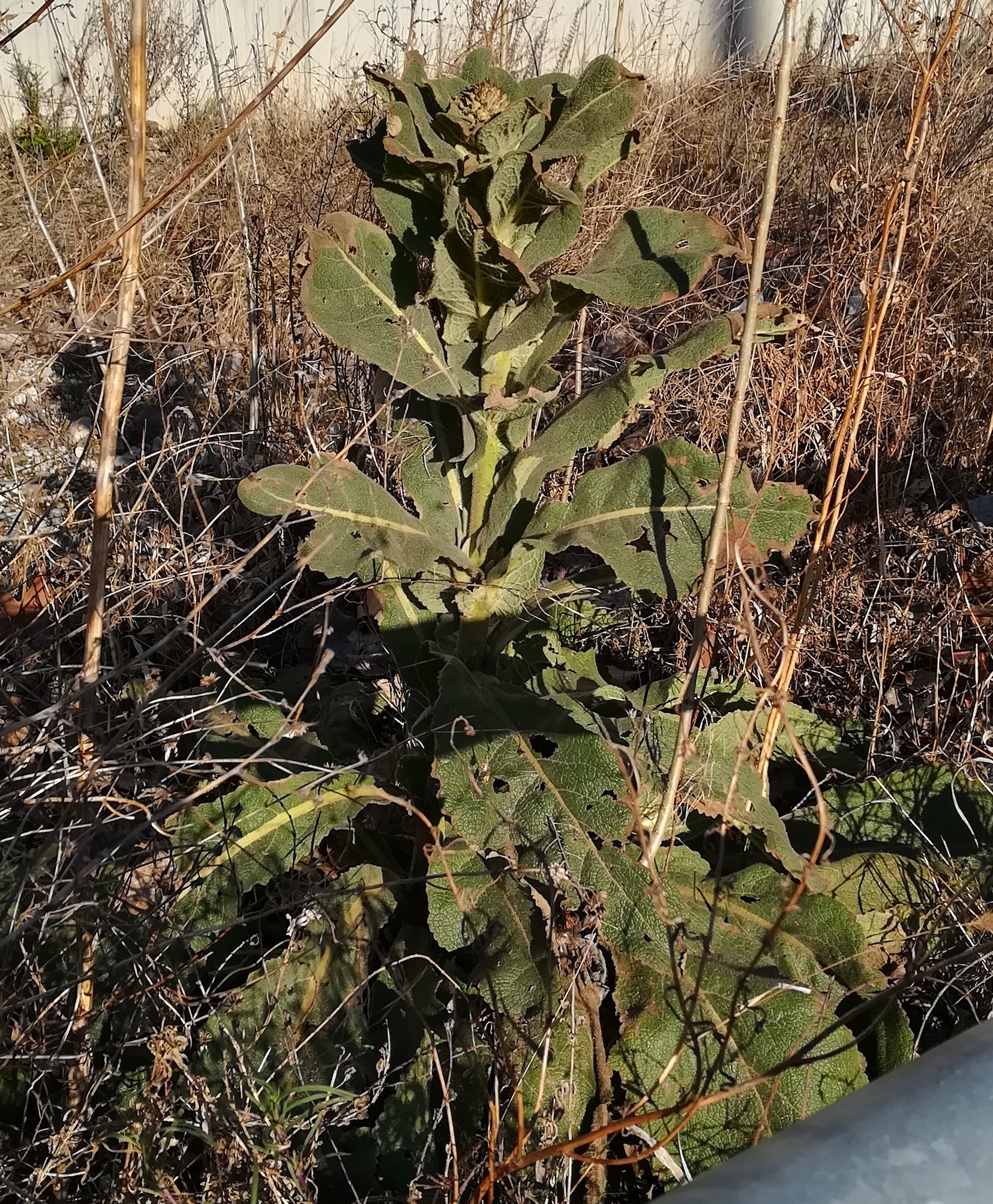 verbascum phlomoides arsenal_20210306_155150.jpg