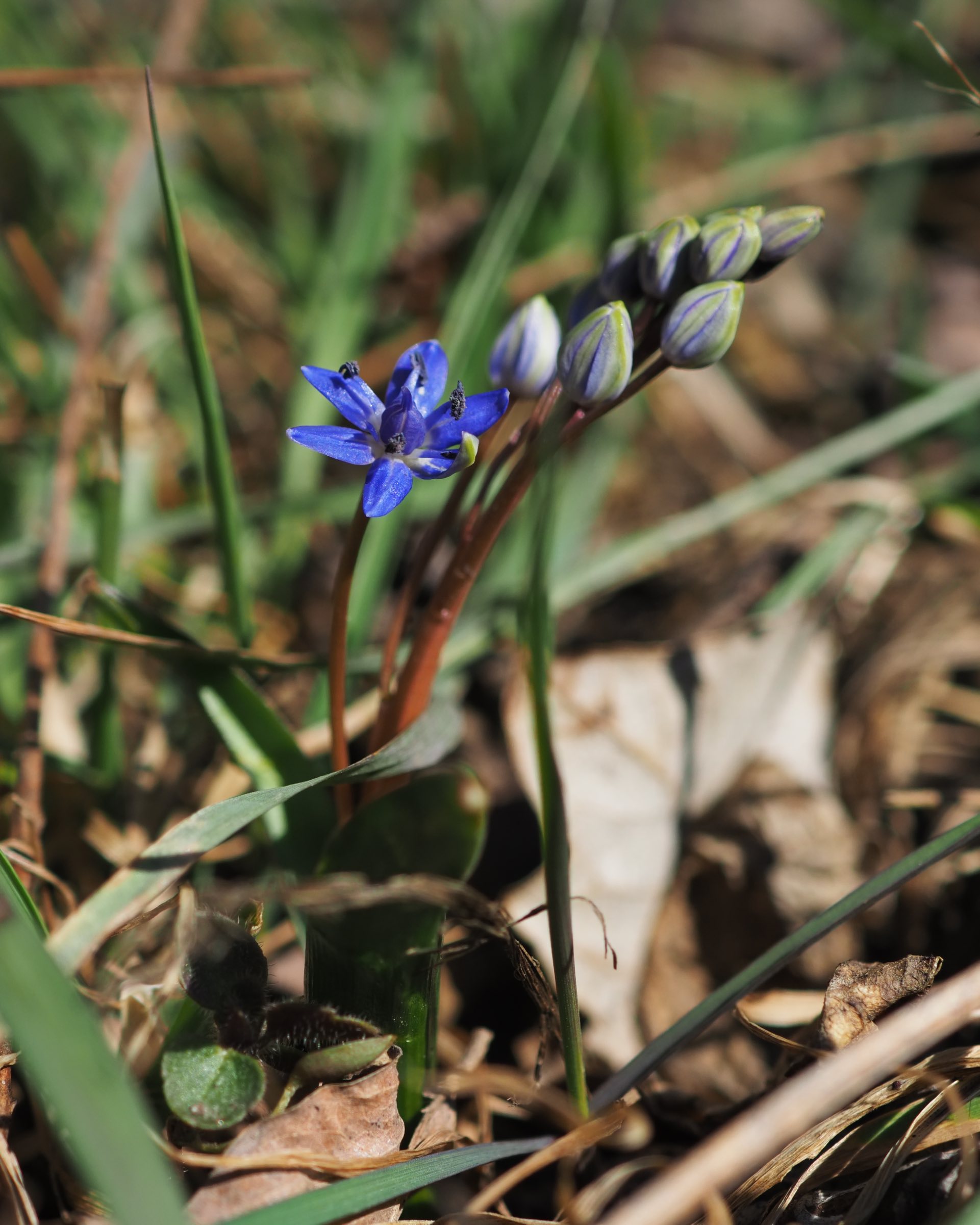Scilla vindobonensis - Lobau.jpg