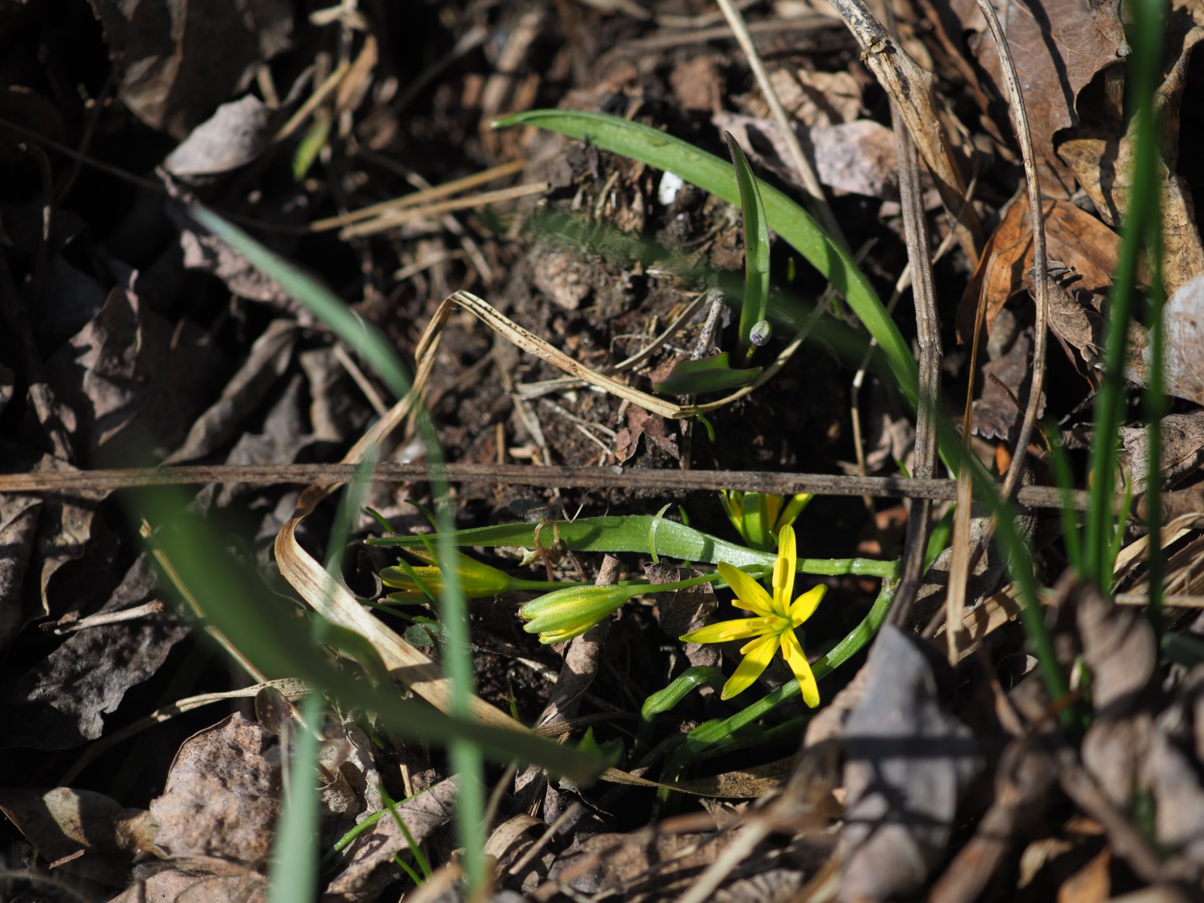 Gagea lutea - Lobau.jpg