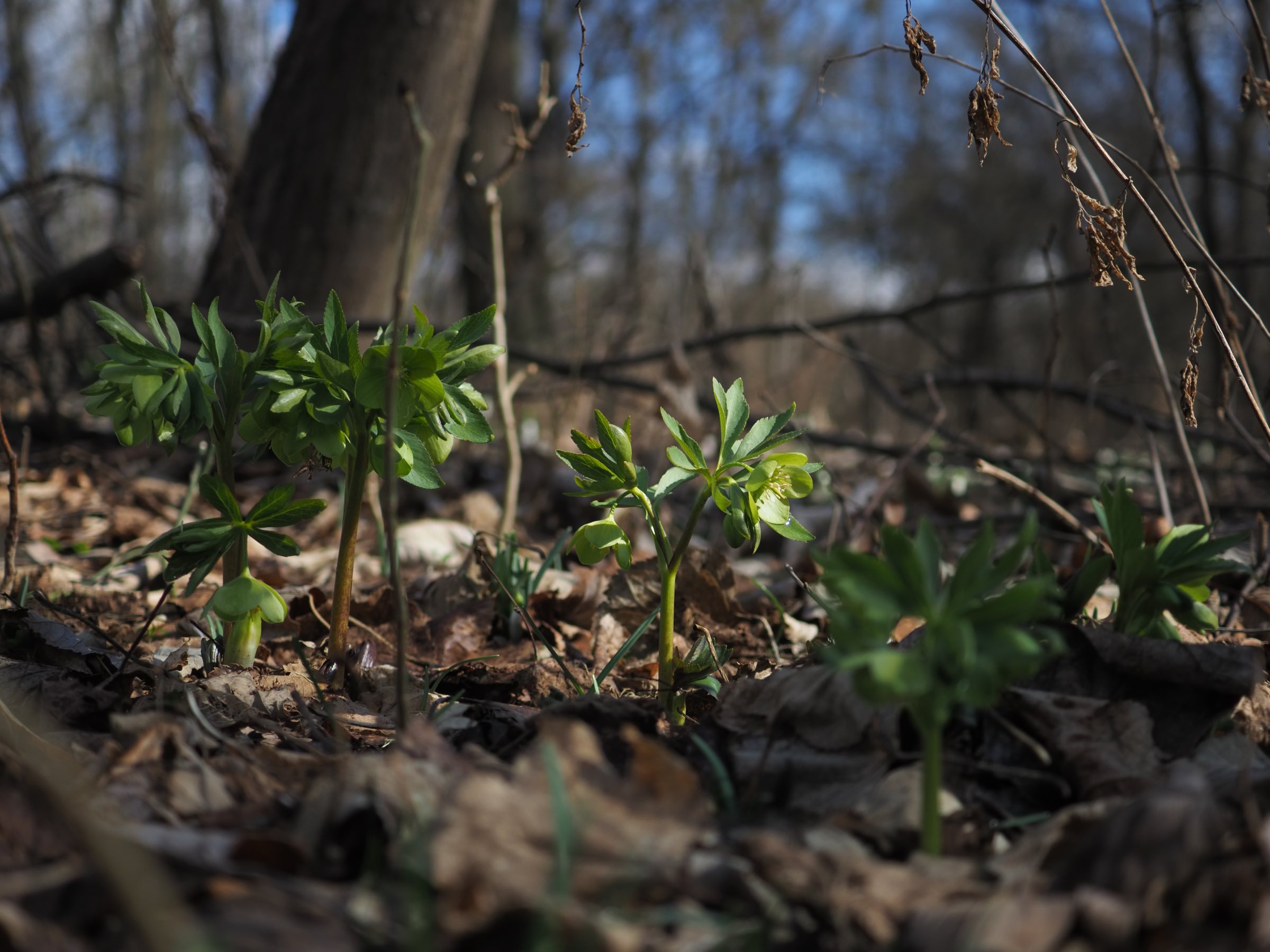 Helleborus dumetorum - Lobau.jpg