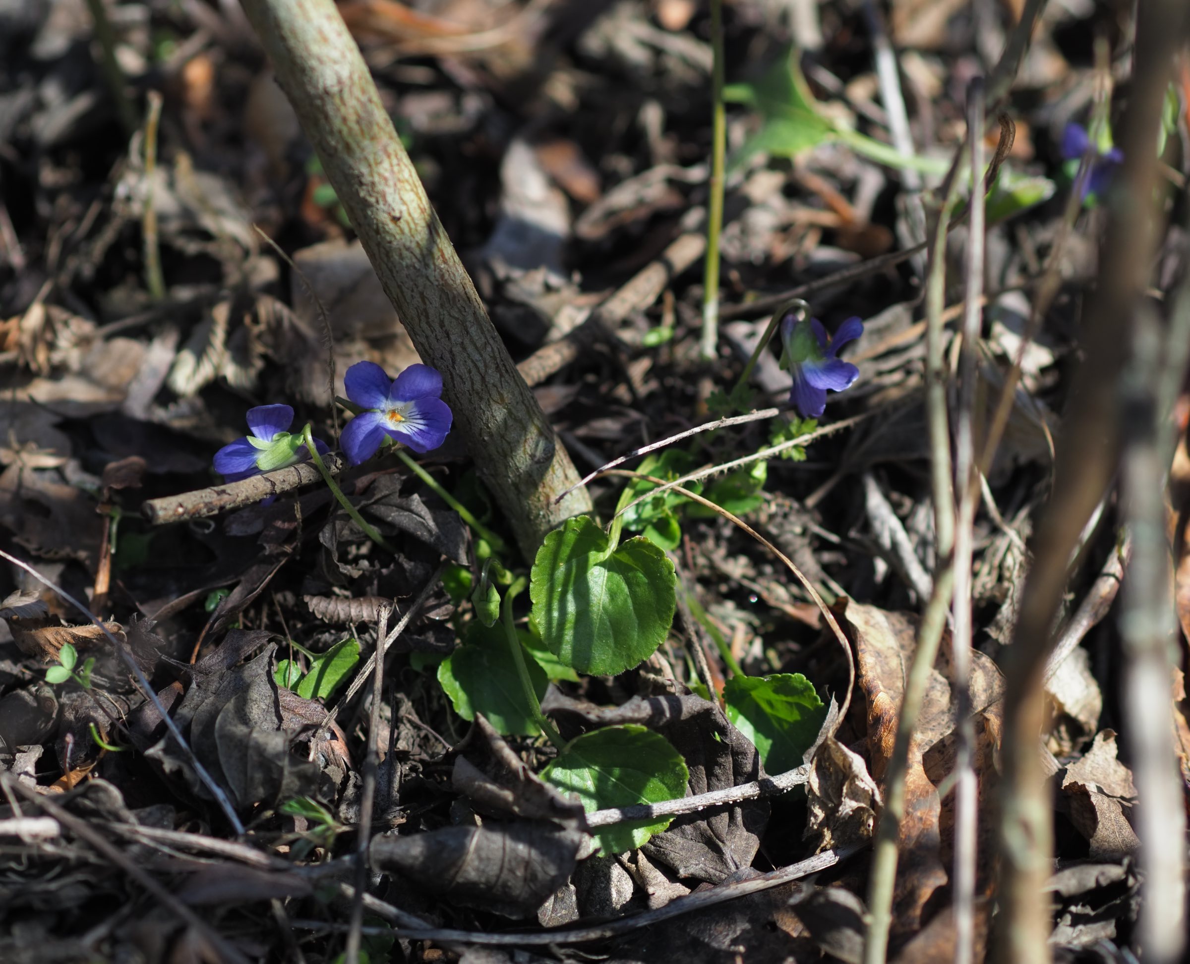 Viola suavis - Lobau.jpg