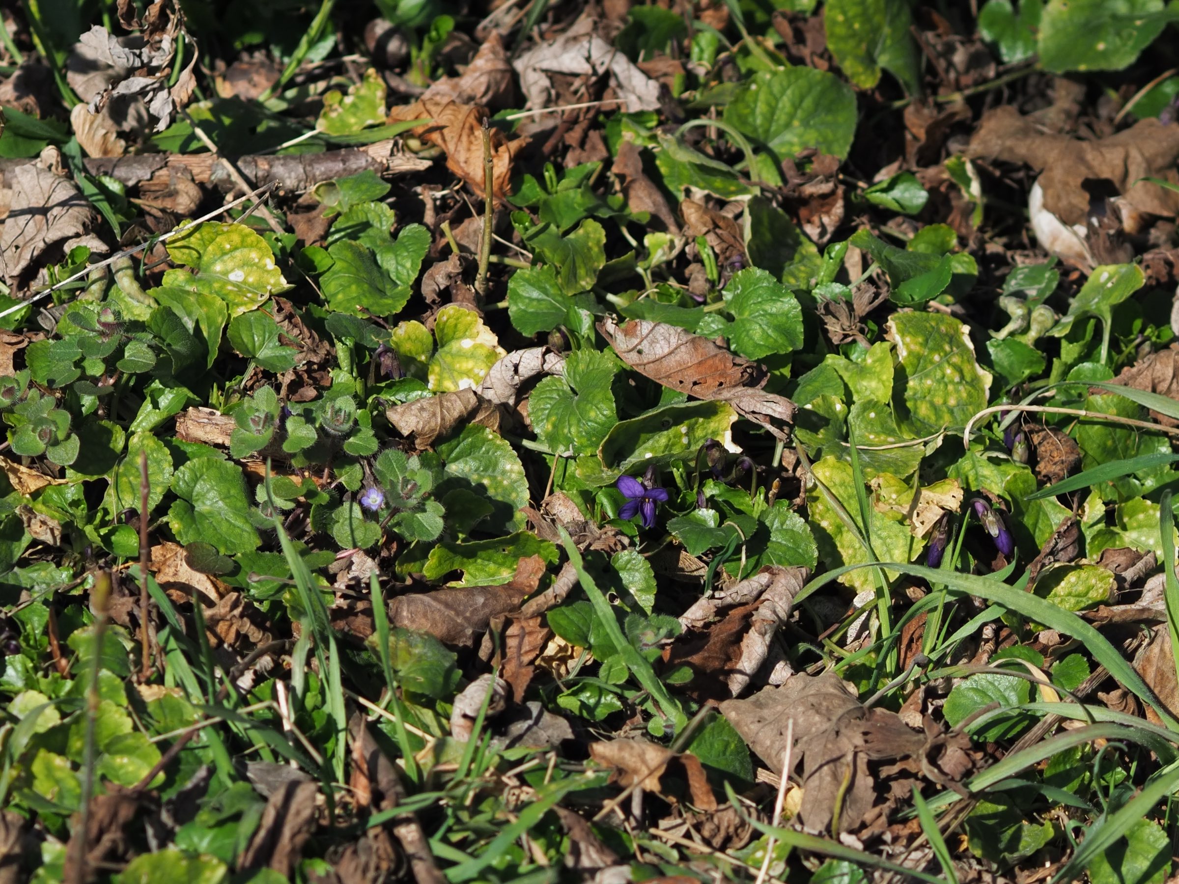 Viola odorata + Veronica sublobata - Essling Siedlungsgebiet.jpg