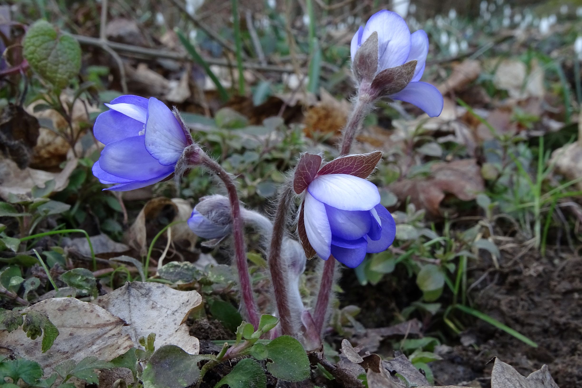 DSC02106 hepatica nobilis, hainburg, 2021-03-06.JPG