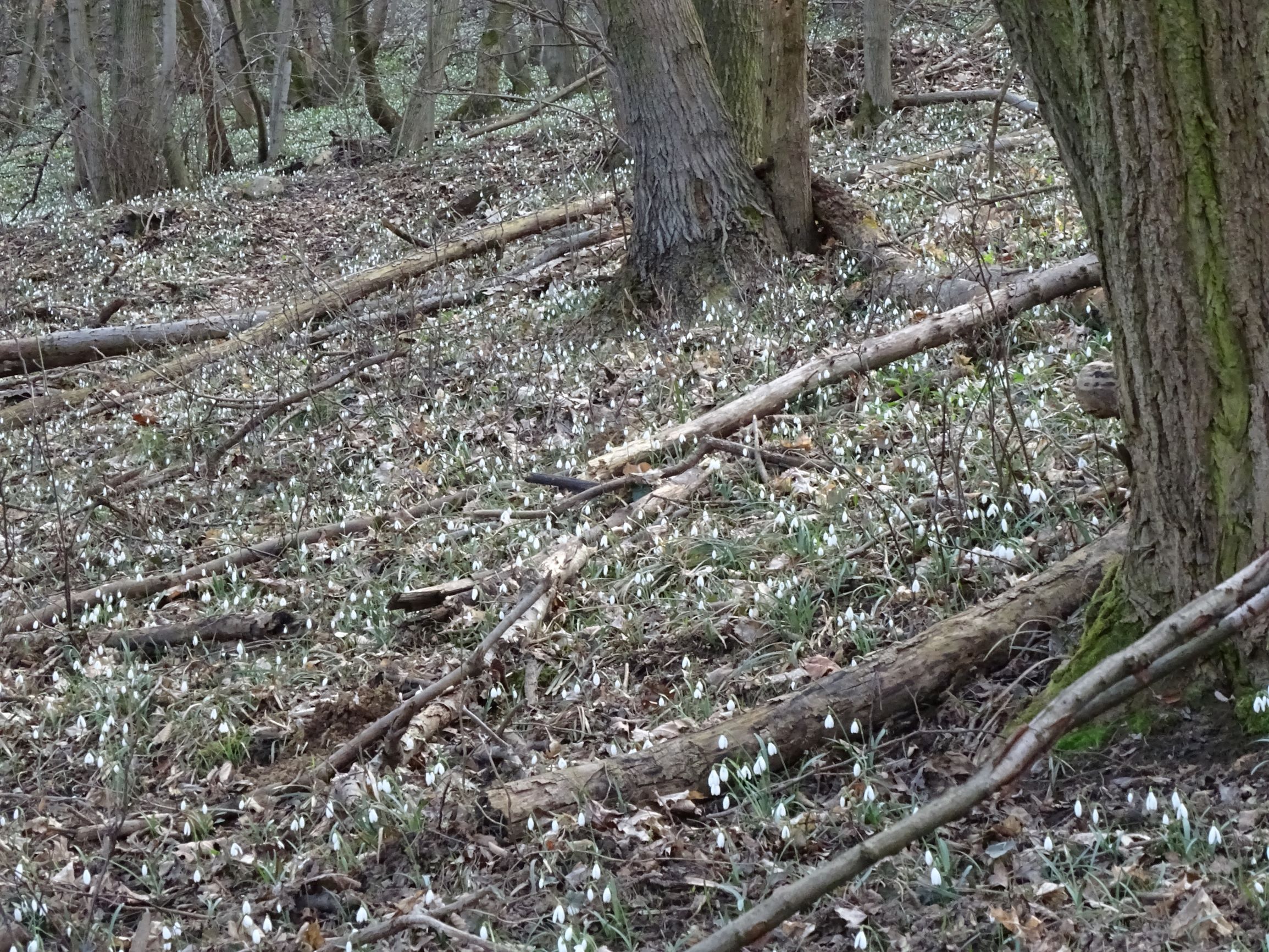 DSC02138 galanthus nivalis, hainburg, 2021-03-06.JPG