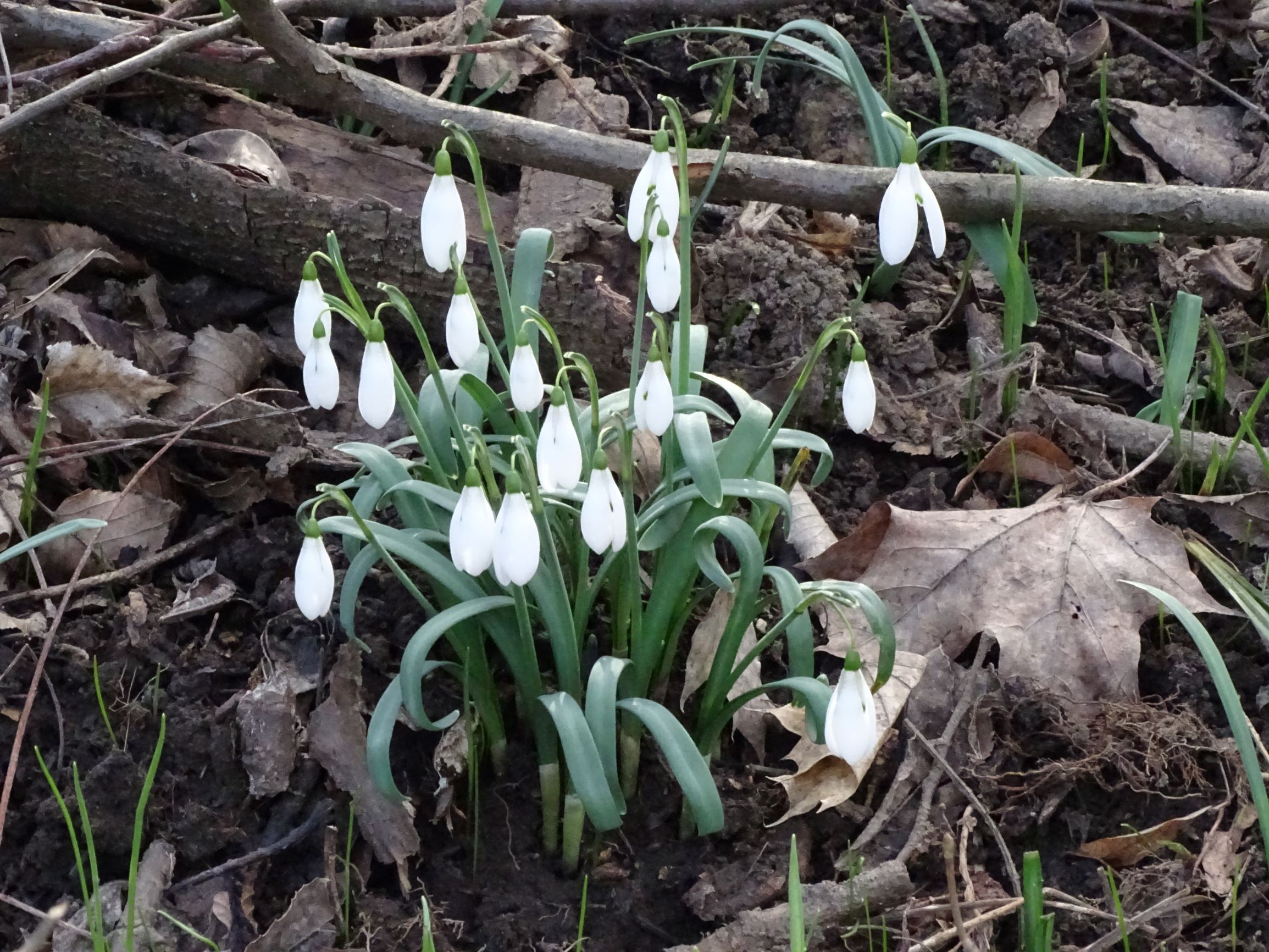 DSC02140 galanthus nivalis, hainburg, 2021-03-06.JPG