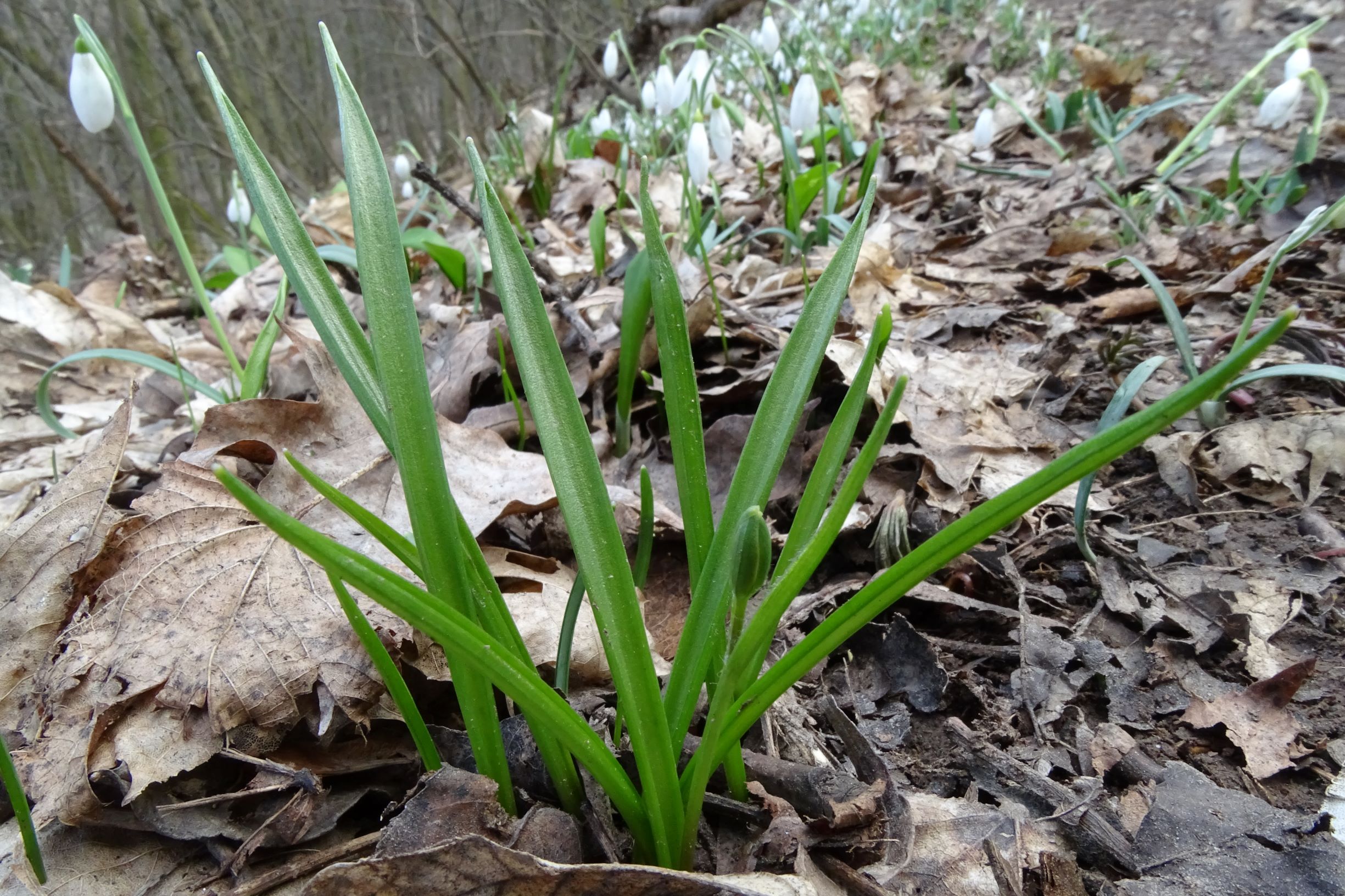 DSC02157  galanthus nivalis, gagea lutea, hainburg, 2021-03-06.JPG