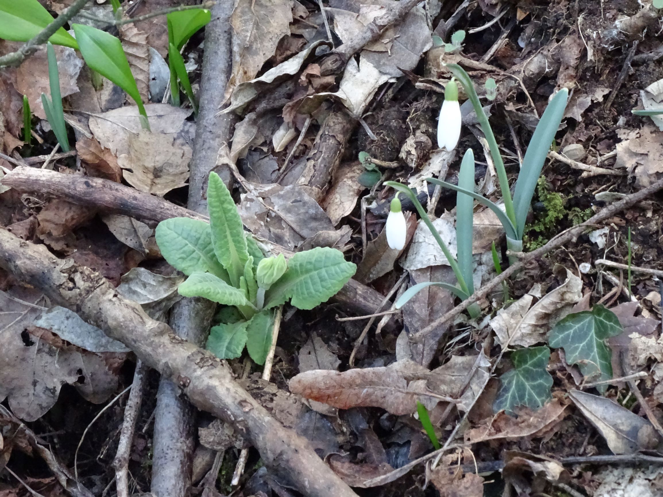 DSC02184 galanthus nivalis, allium ursinum, primula veris, hainburg, 2021-03-06.JPG