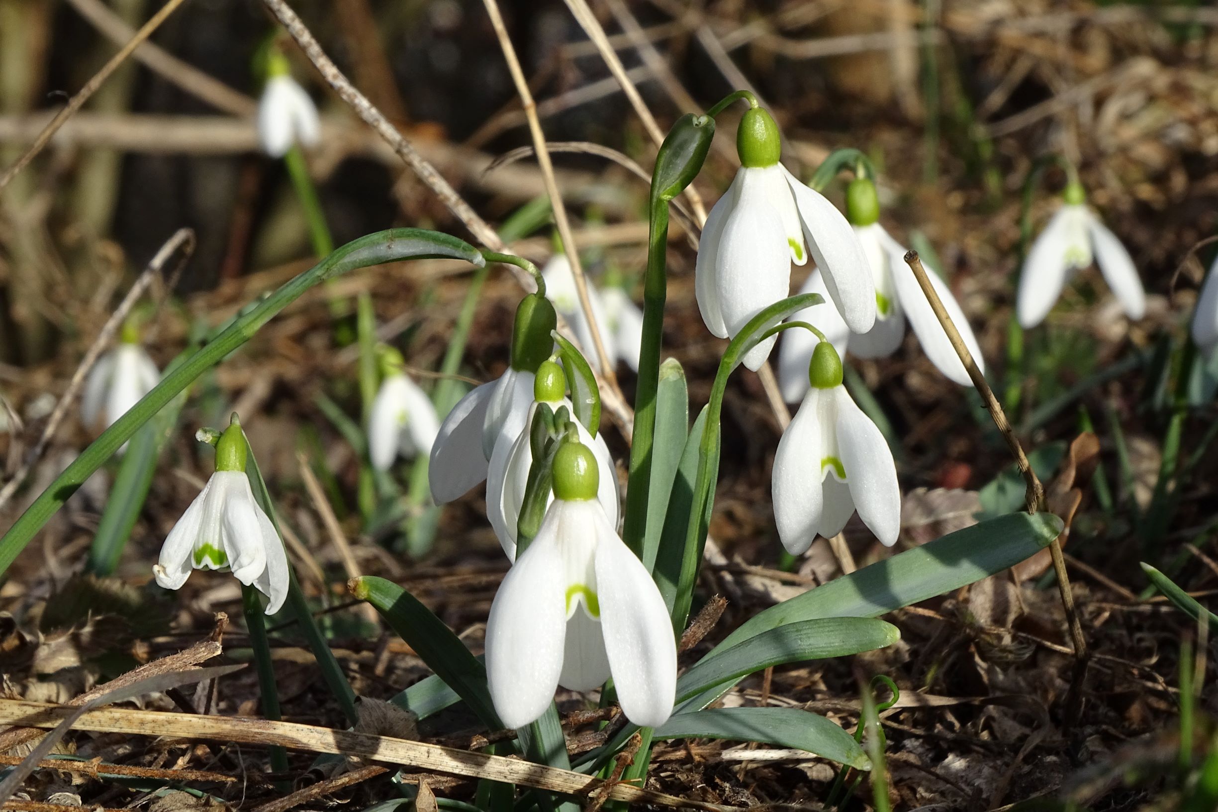 DSC02207 galanthus nivalis, hainburg, 2021-03-06.JPG