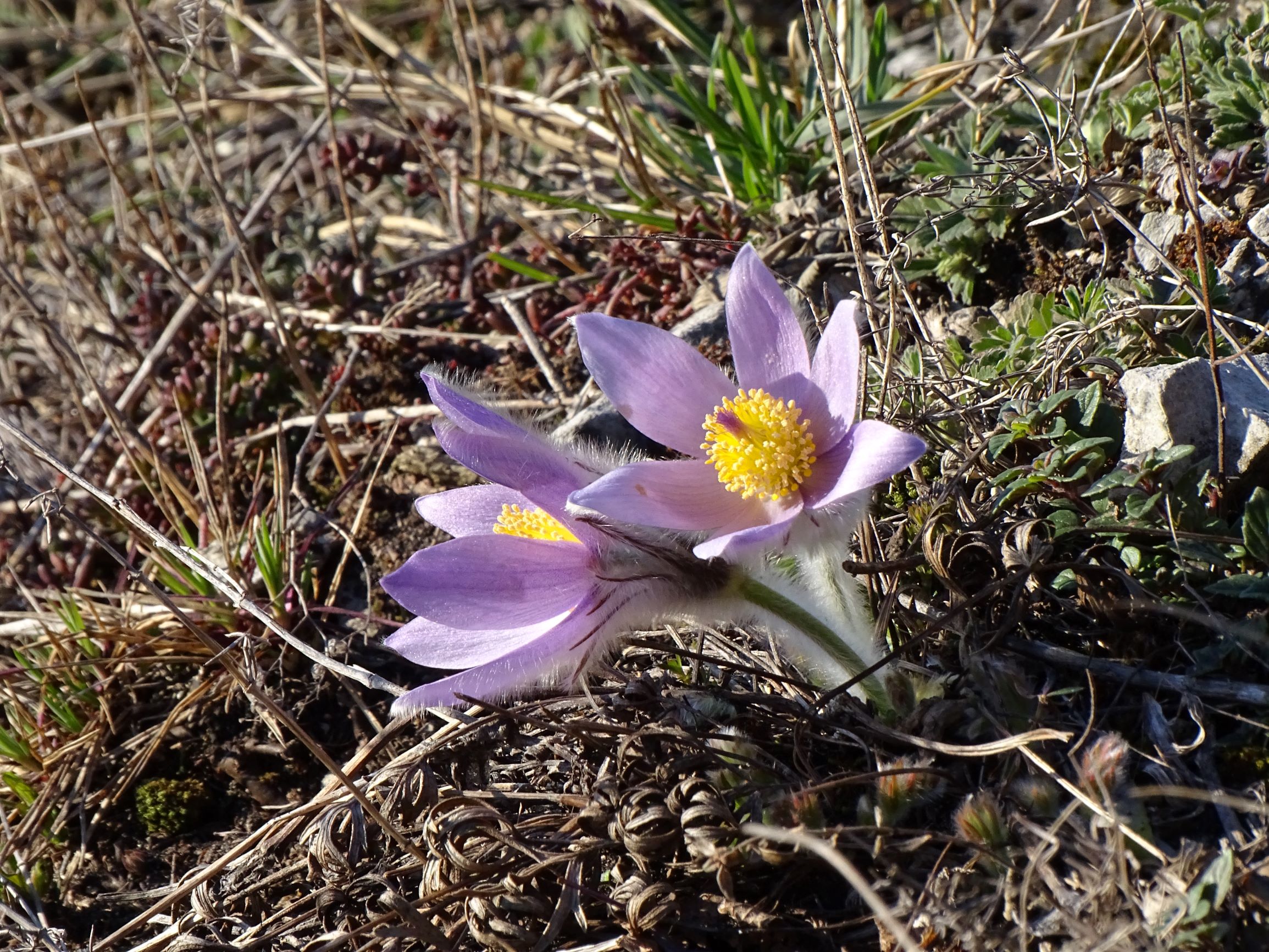 DSC02297 pulsatilla grandis, hainburg, 2021-03-06.JPG