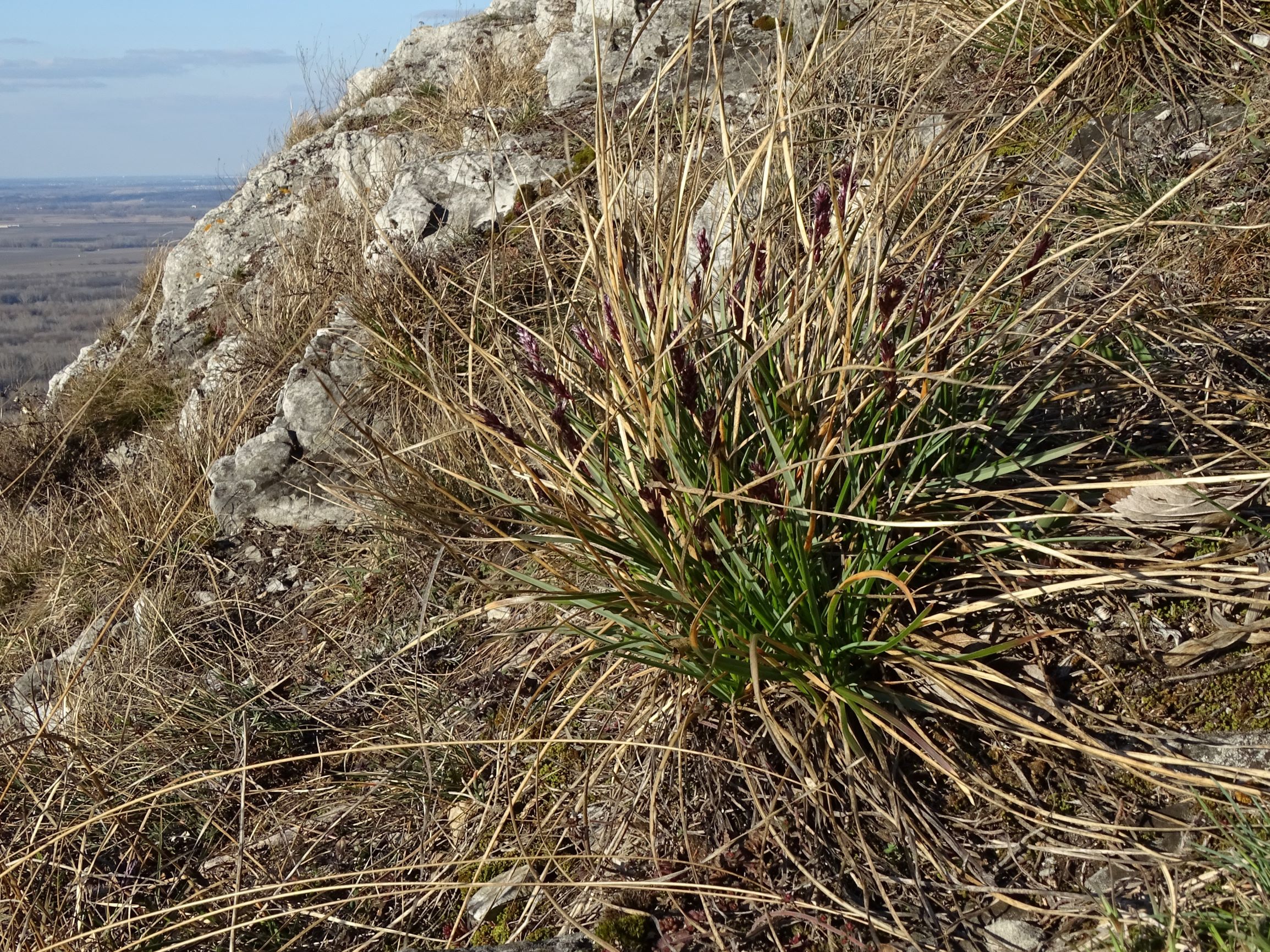 DSC02299 sesleria sadleriana, hainburg, 2021-03-06.JPG