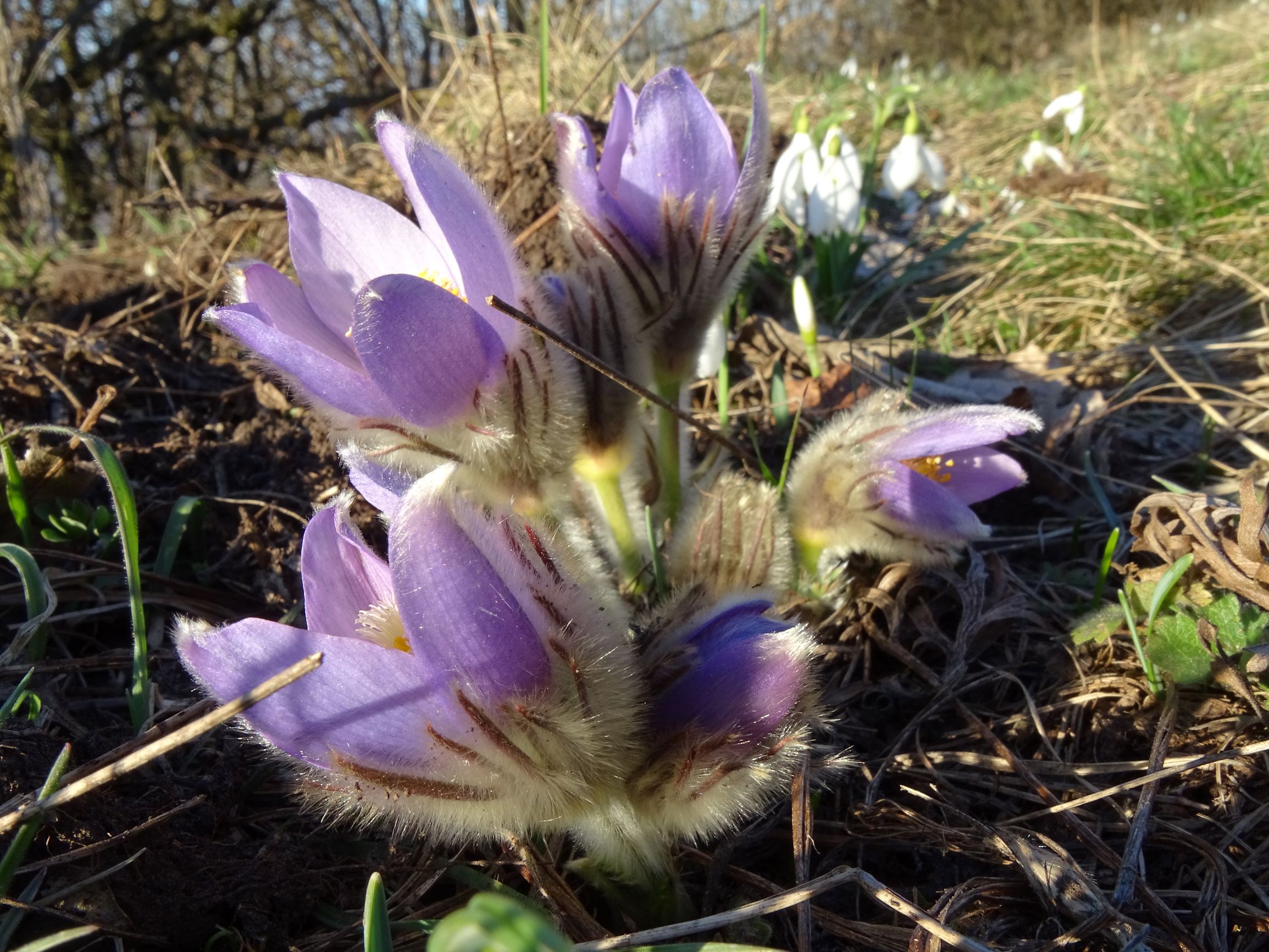 DSC02333 pulsatilla grandis, galanthus nivalis, hainburg, 2021-03-06.JPG