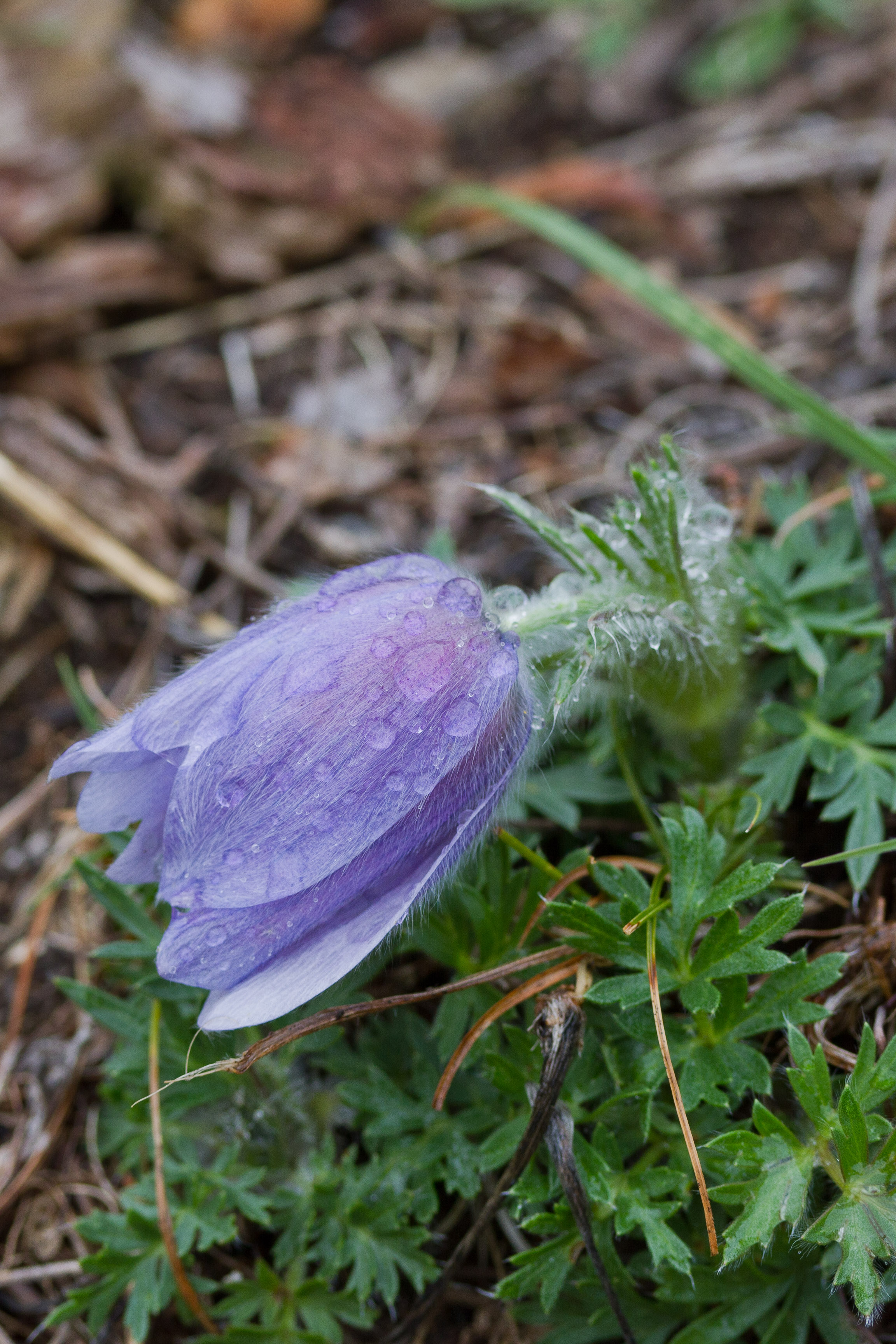 Pulsatilla grandis.jpg