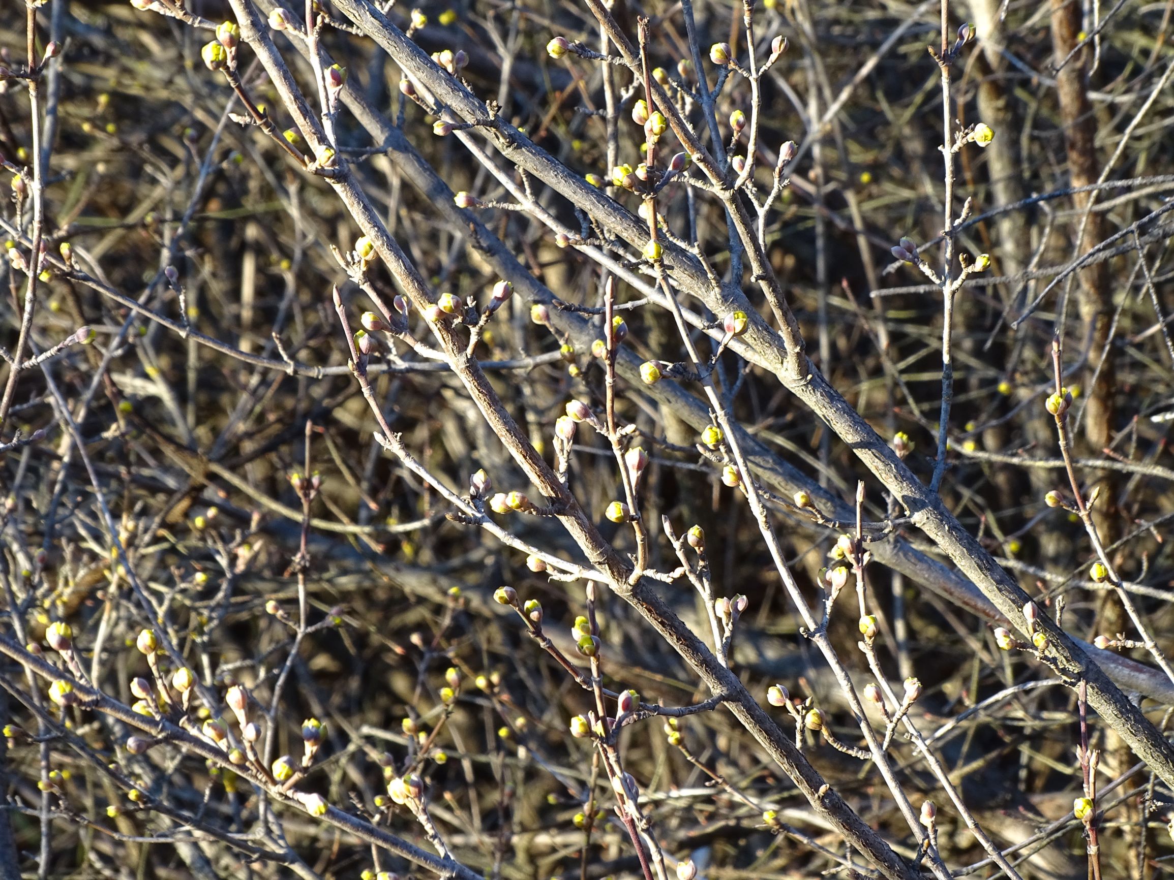 DSC02375 cornus mas, hainburg, 2021-03-06.JPG