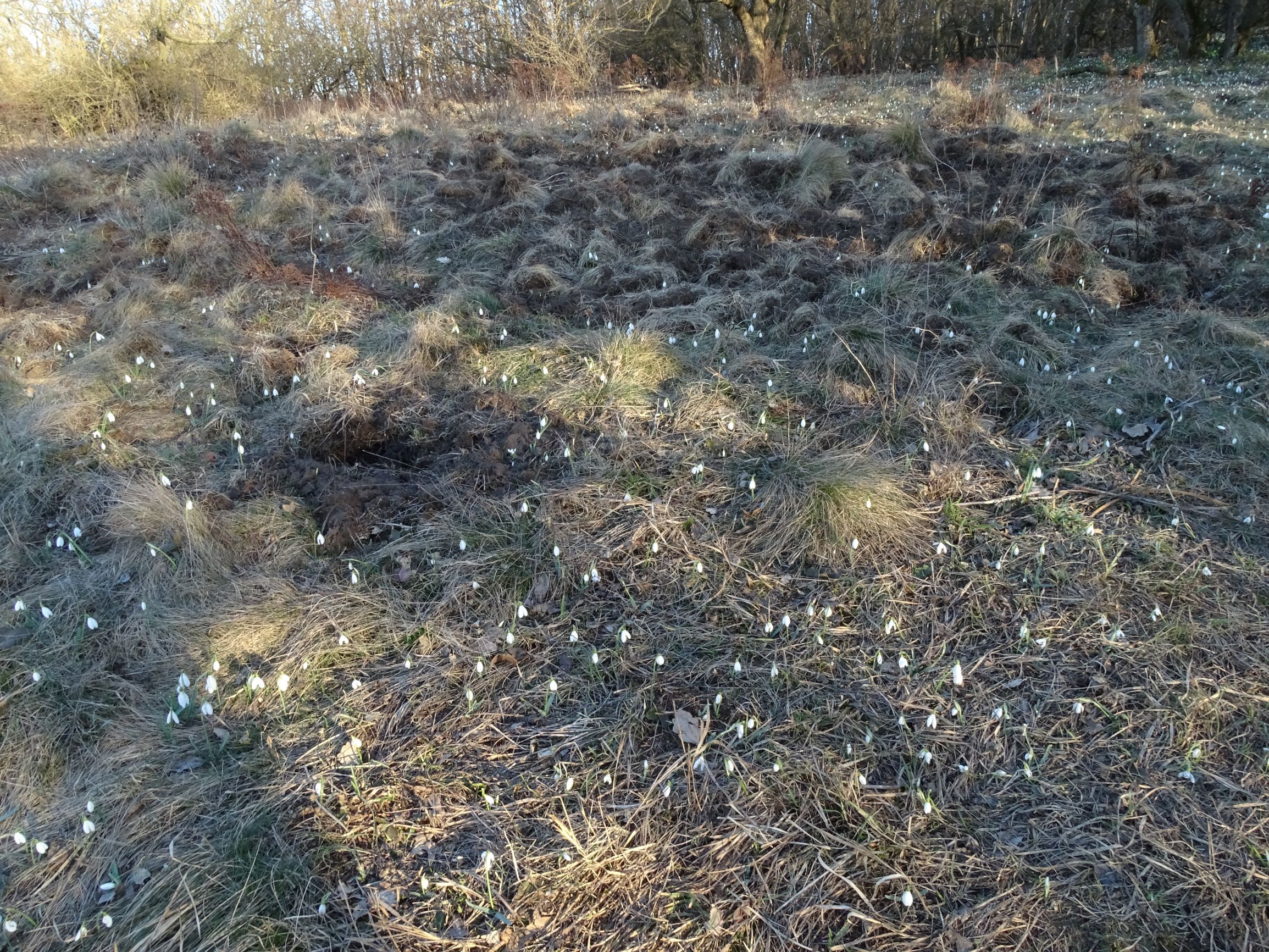 DSC02381 wildschweinwühlung, hainburg, 2021-03-06.JPG