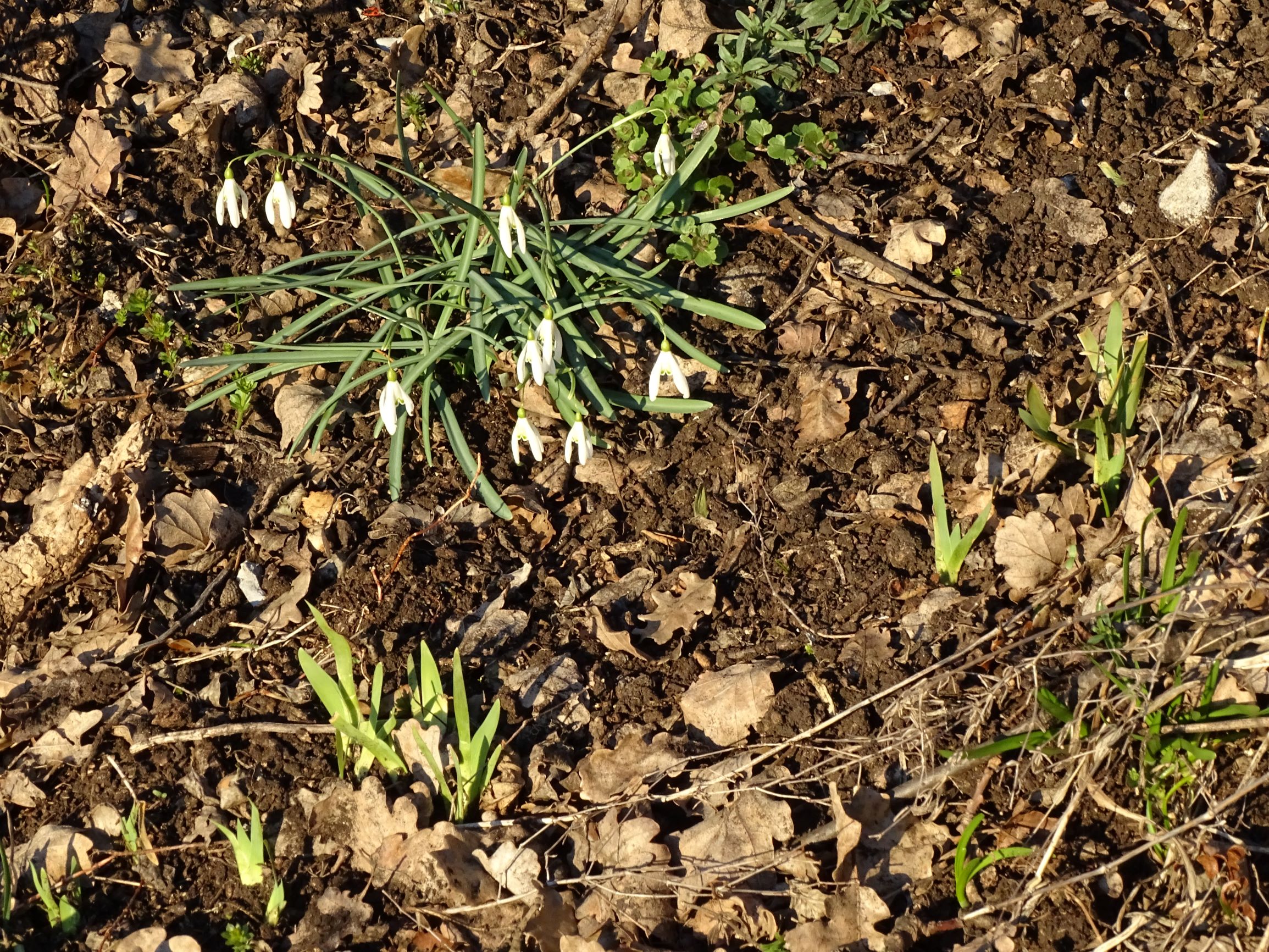 DSC02416 galanthus nivalis, iris pumila, hainburg, 2021-03-06.JPG