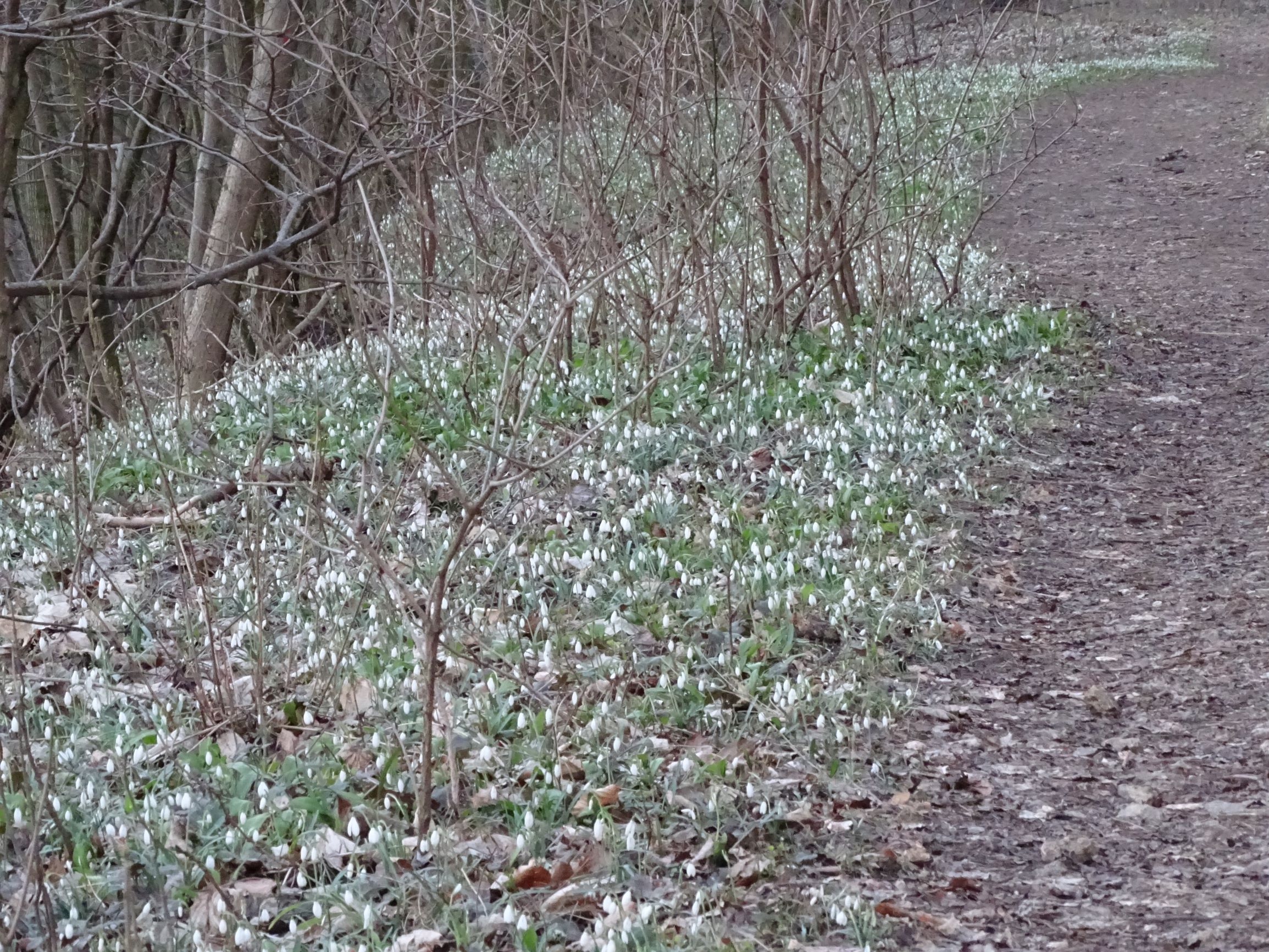 DSC02435 galanthus nivalis an forstwegrand, hainburg, 2021-03-06.JPG