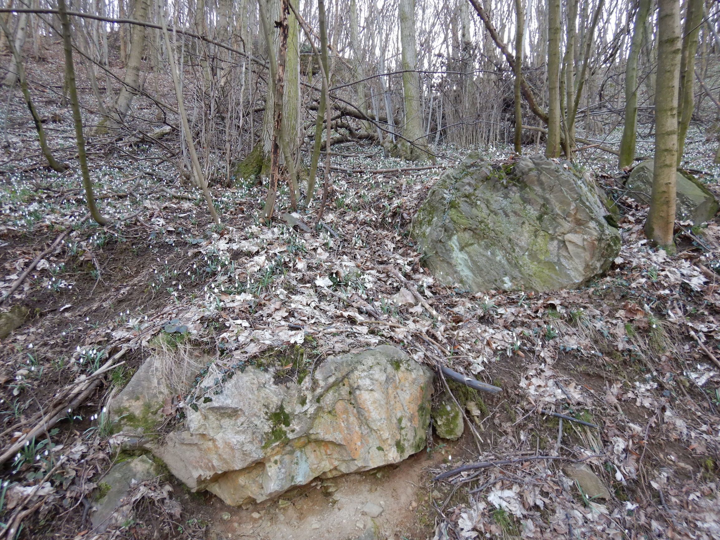 DSCN1482 silikatfels, hainburg, 2021-03-06.JPG