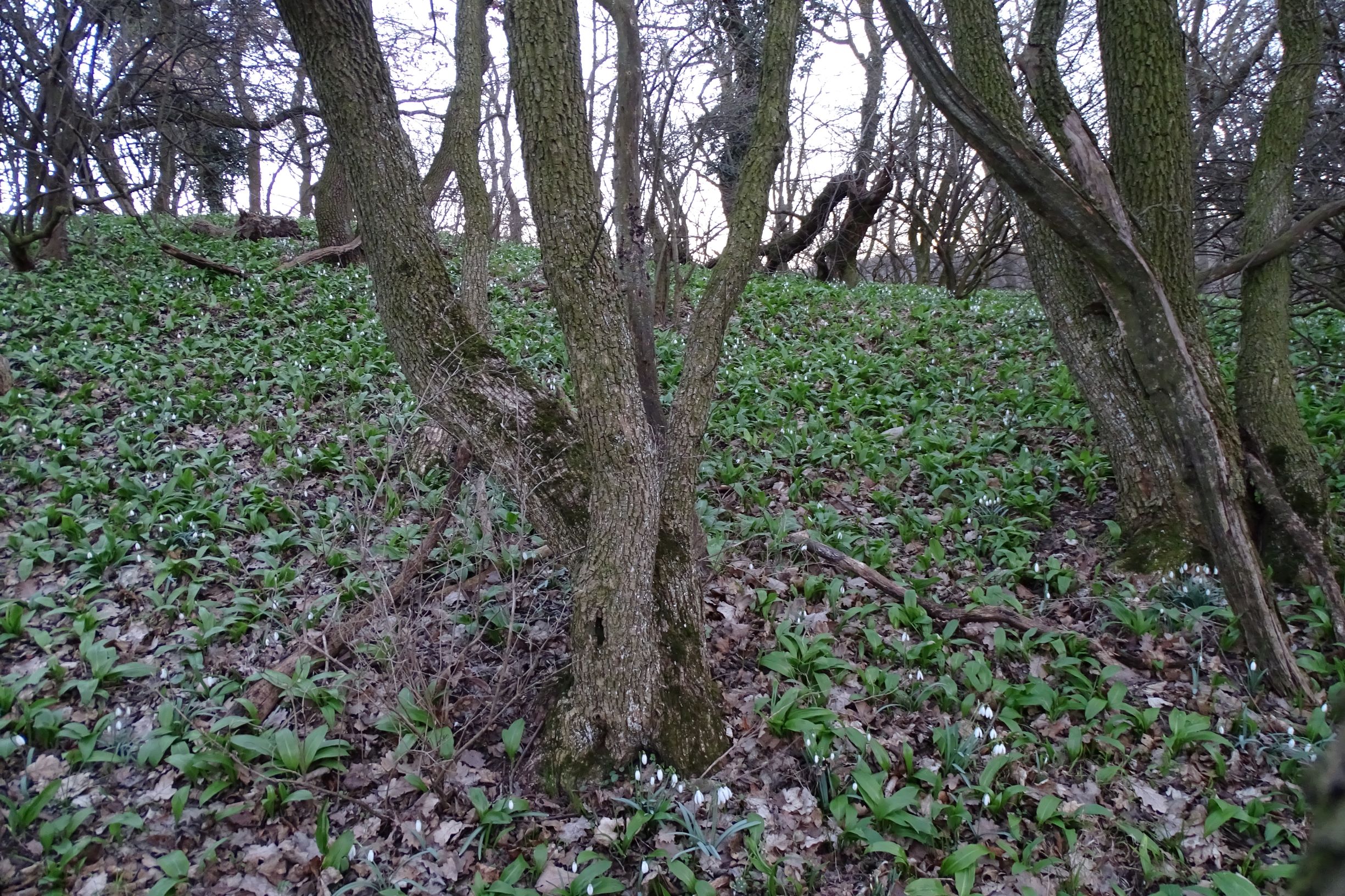 DSC02444 galanthus nivalis, allium ursinum, hainburg, 2021-03-06.JPG