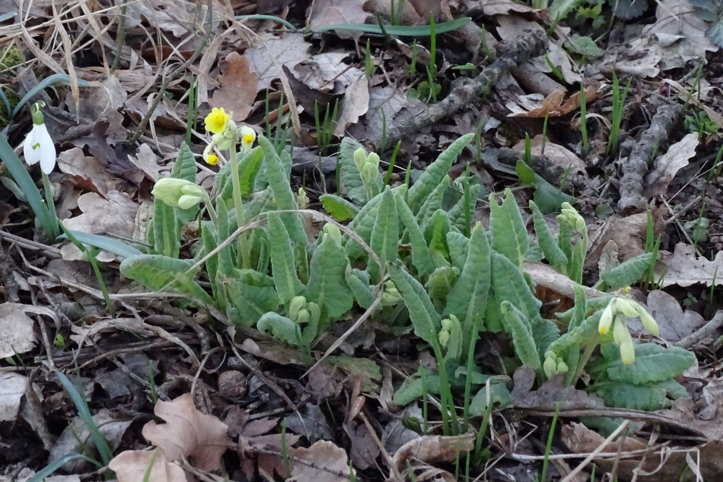 DSC02456 primula veris, galanthus nivalis, hainburg, 2021-03-06.JPG