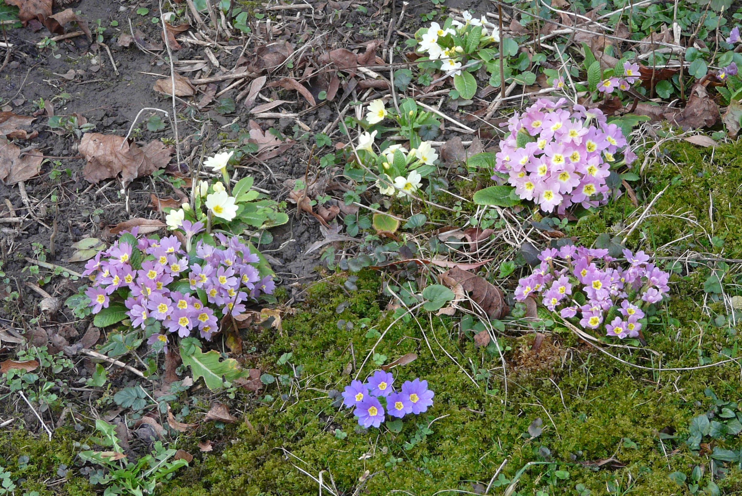 P1350588 primula vulgaris, 2016-02-24.JPG