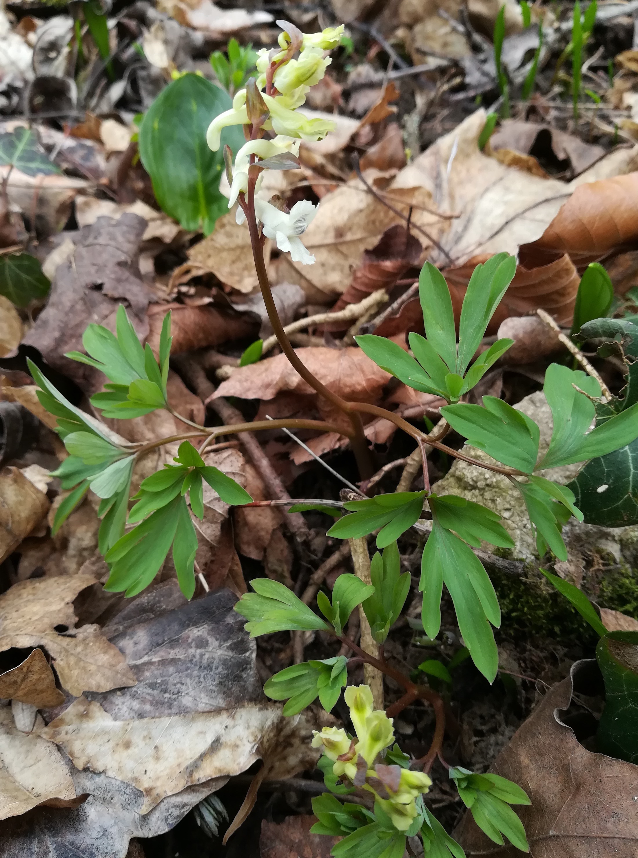 corydalis cava helenental baden helenental_20210313_103521.jpg
