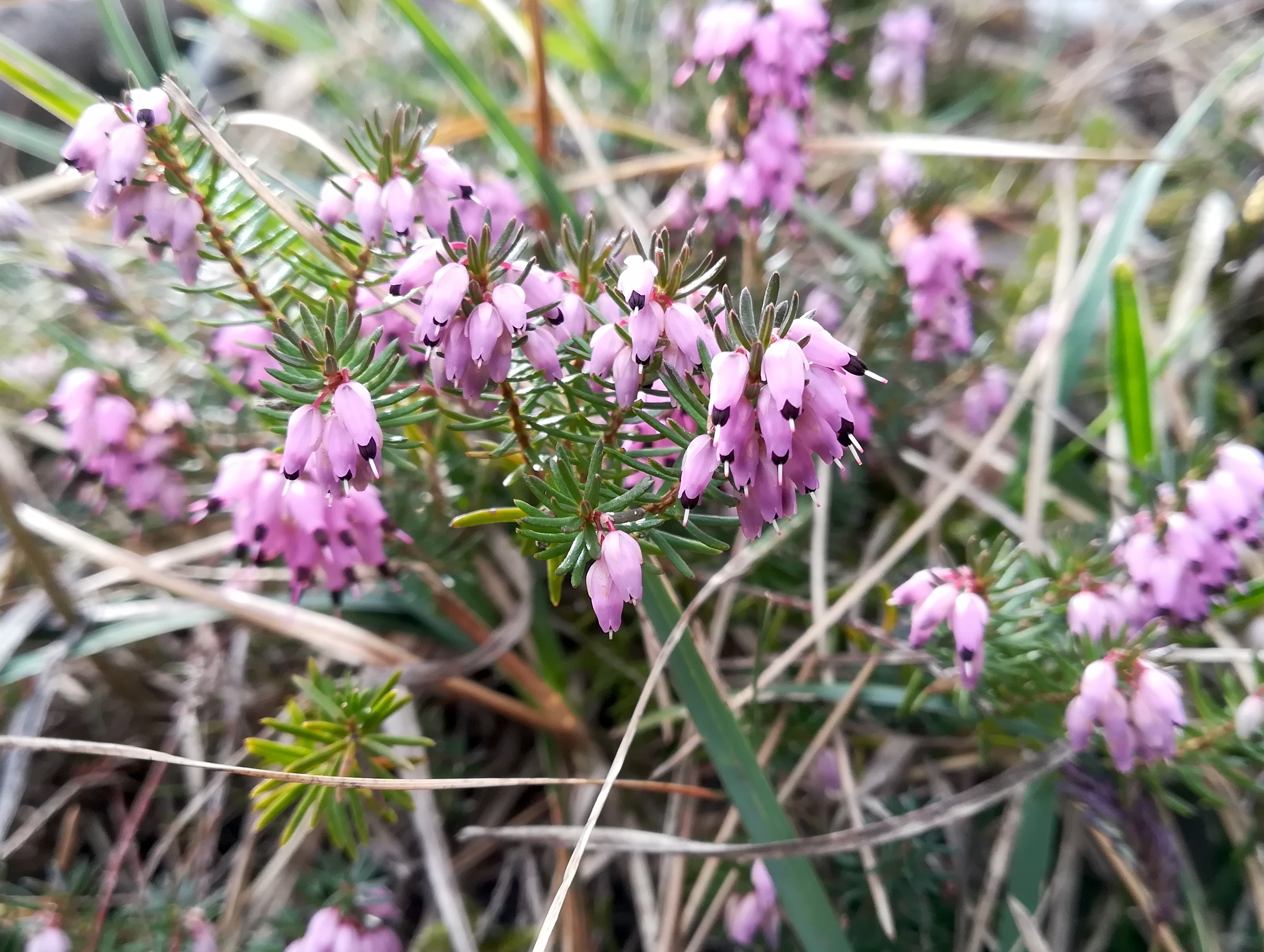 erica carnea baden helenental_20210313_110350.jpg
