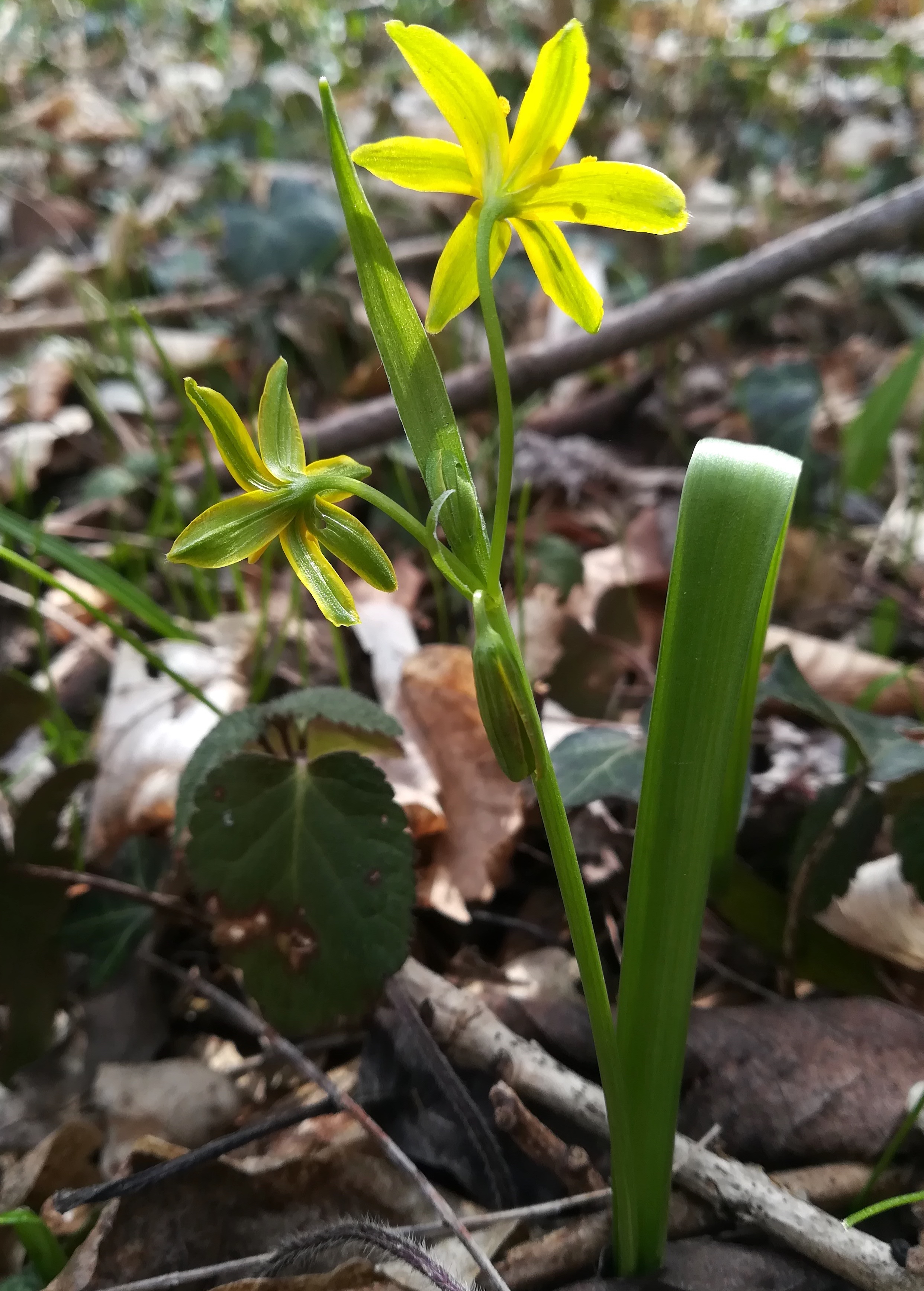 gagea lutea baden helenental_20210313_124310.jpg