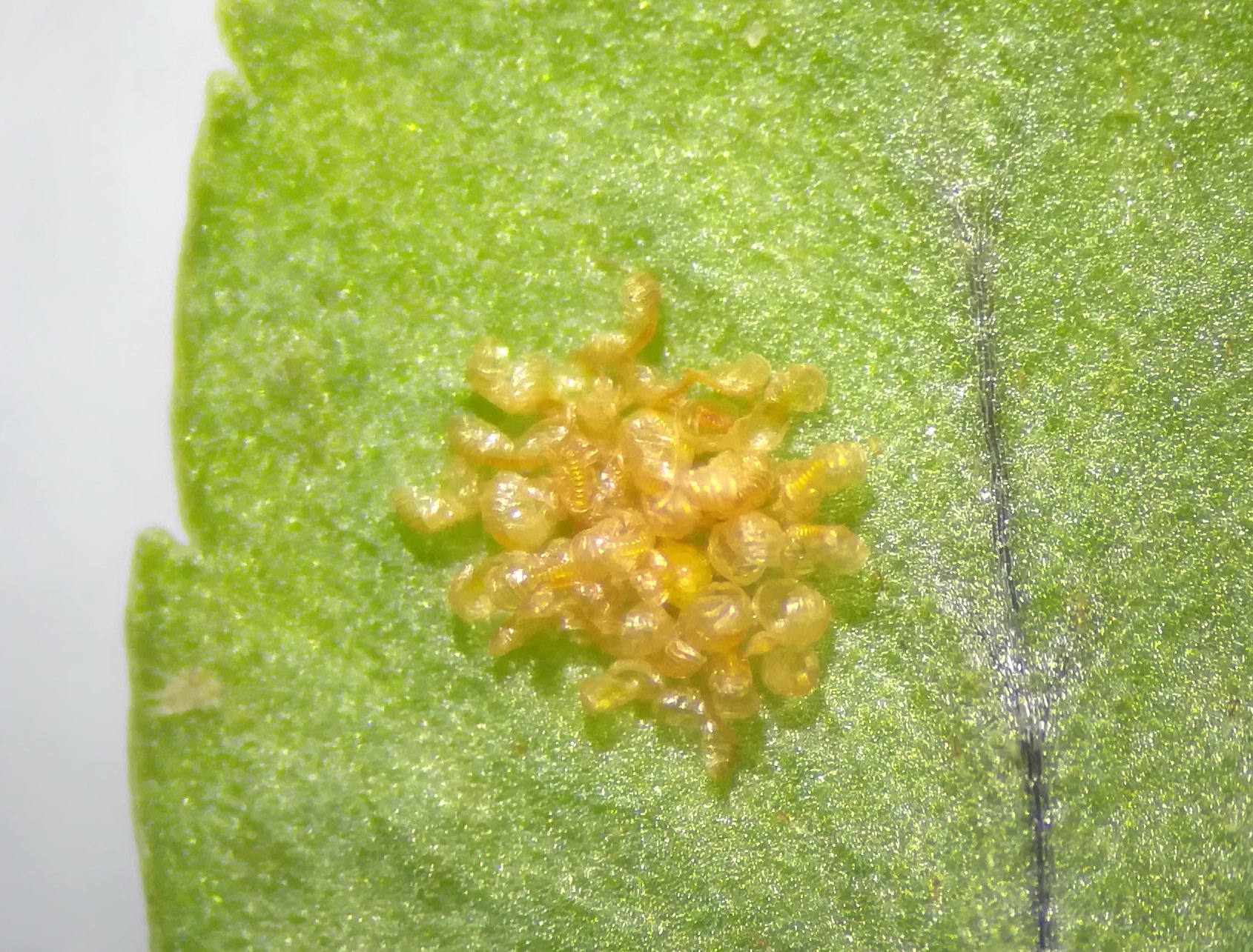 polypodium vulgare agg. baden helenental_20210314_092034.jpg