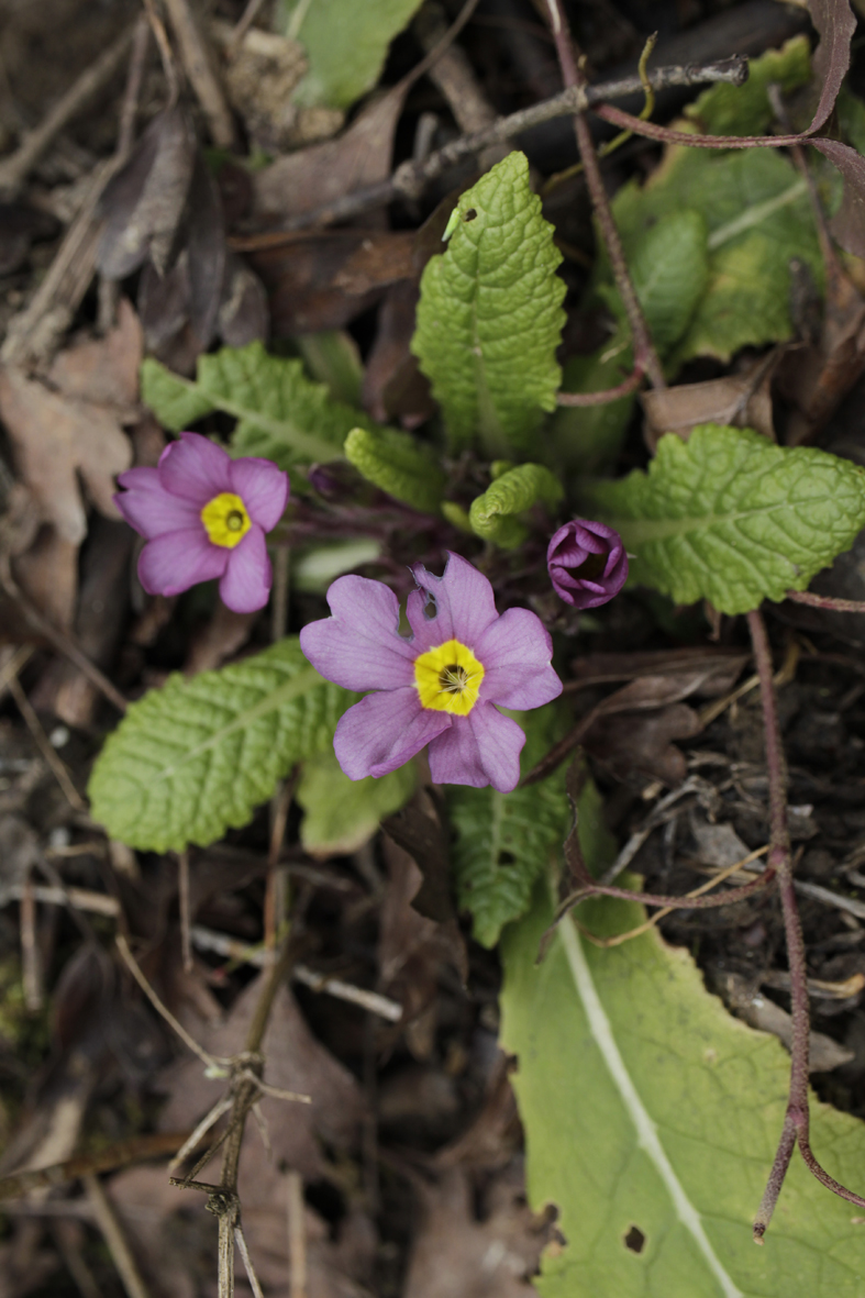 primula hybr hagenbrunn 20210314.jpg