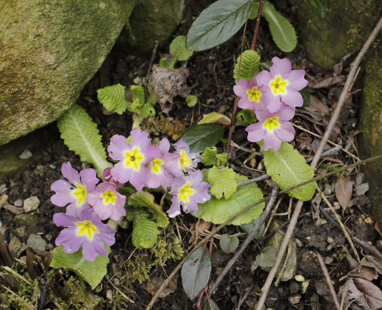 primula hybr hagenbrunn 20210314_3.jpg